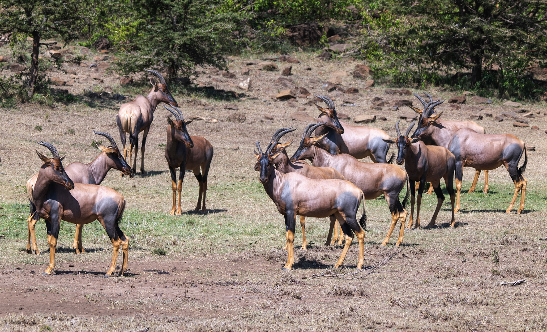 Kongoni (Hartebeest)