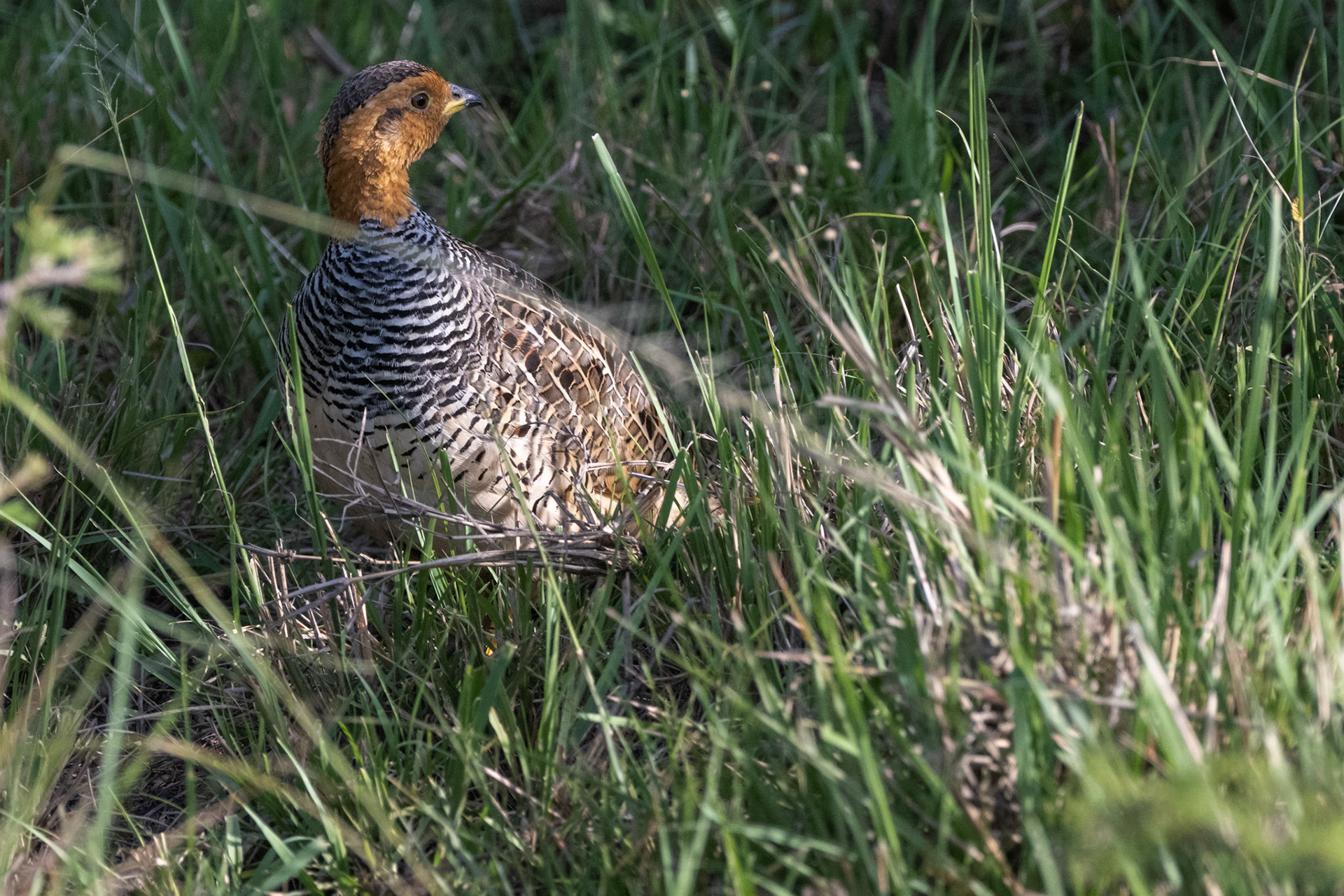 Coqui Francolin