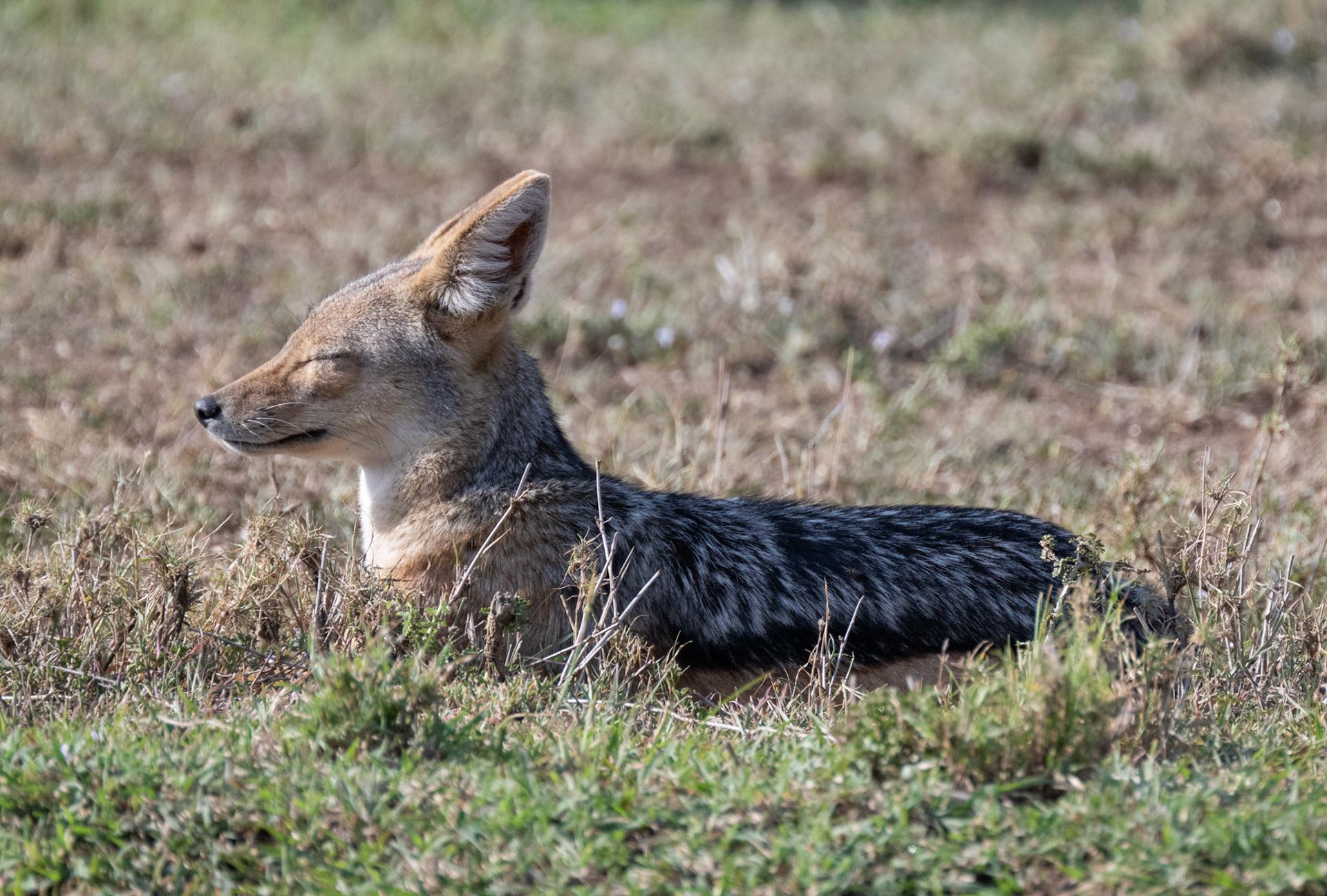 Black-backed Jackal