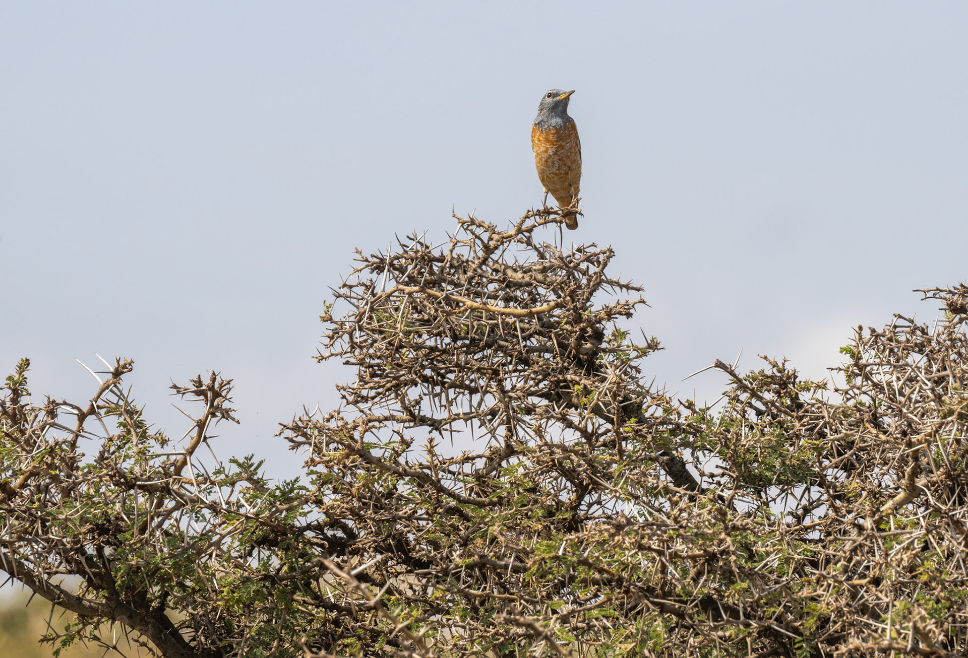 Common Rock Thrush