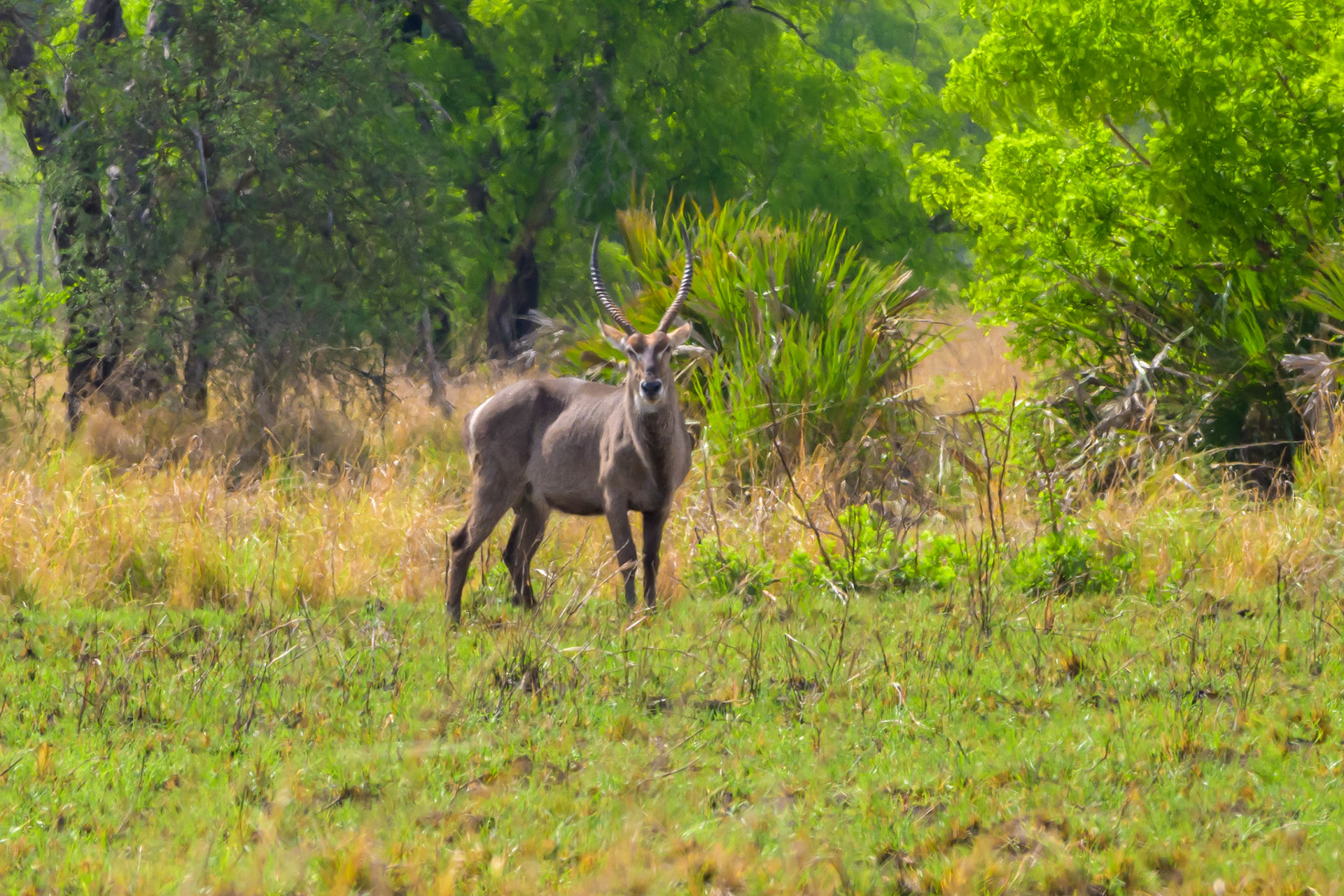 Waterbuck