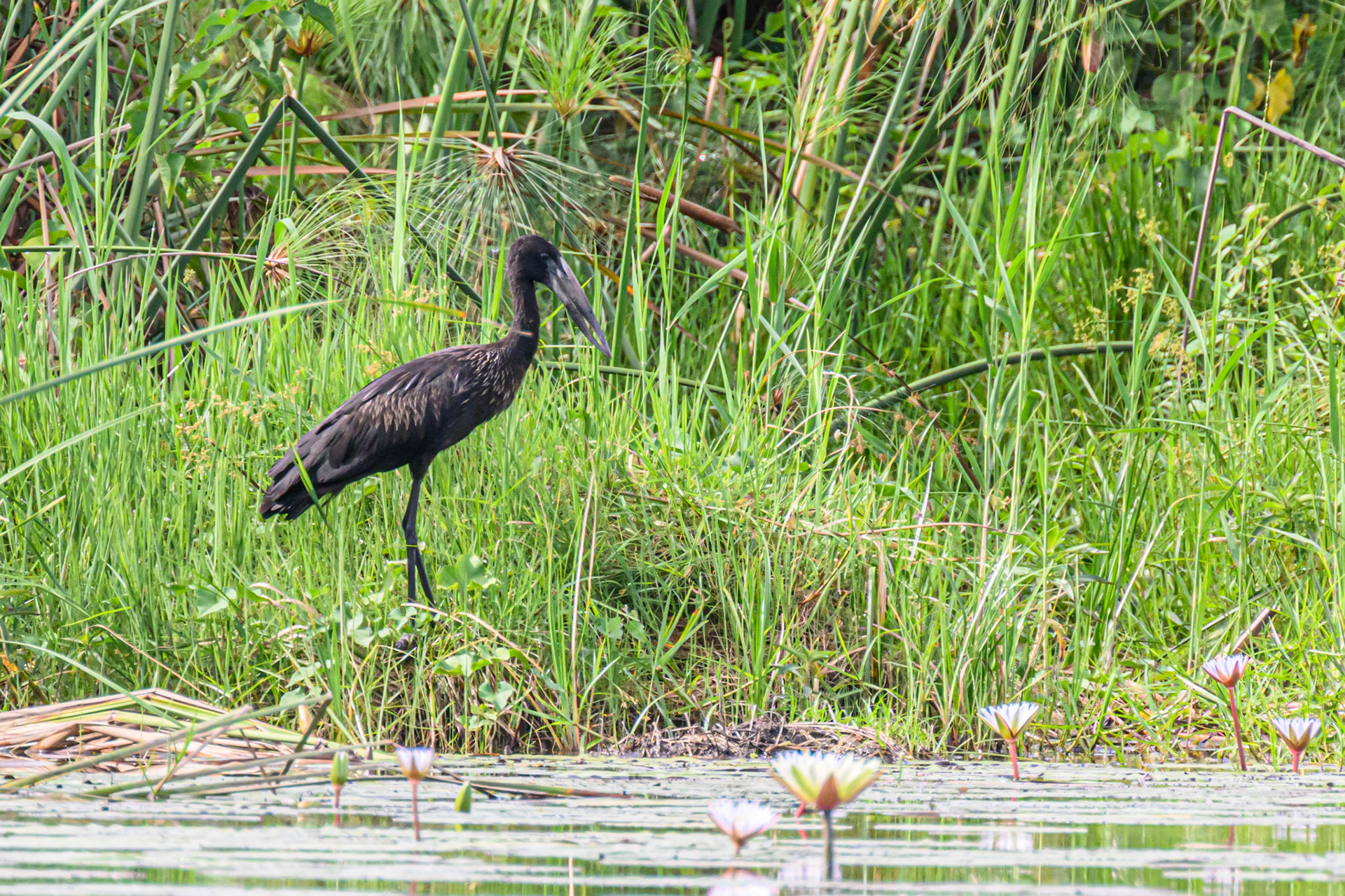 Openbill