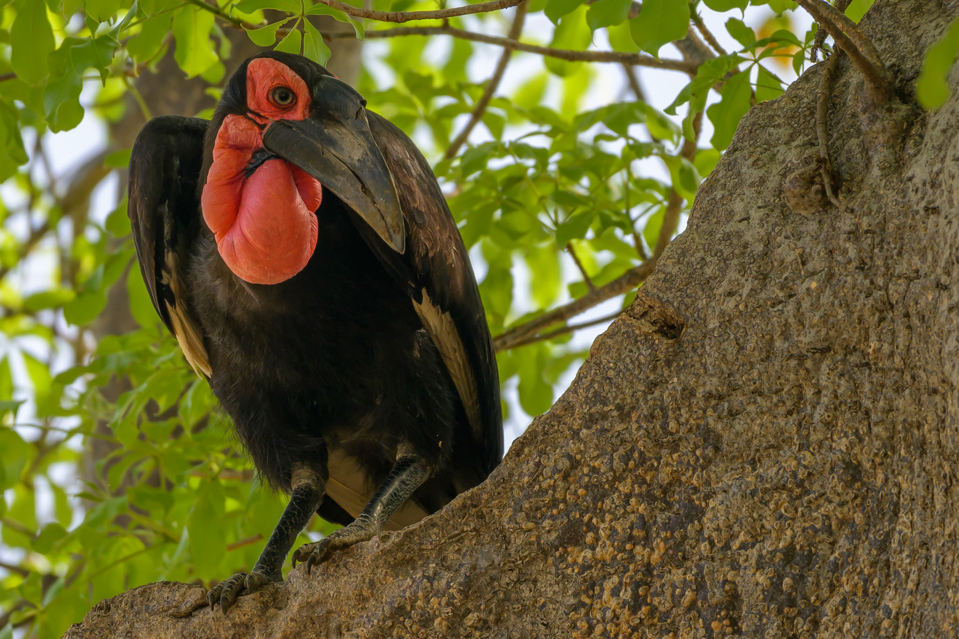 Southern Ground Hornbill