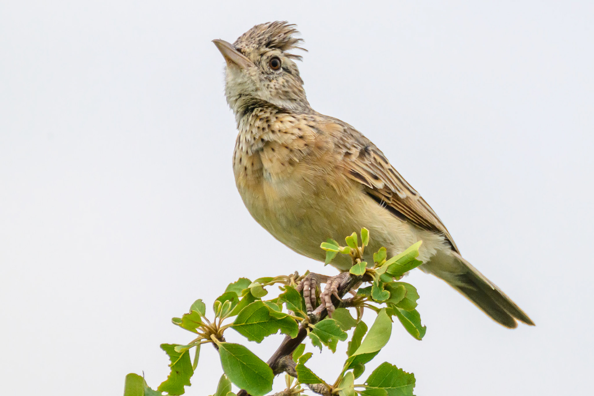 Rufous-naped Lark