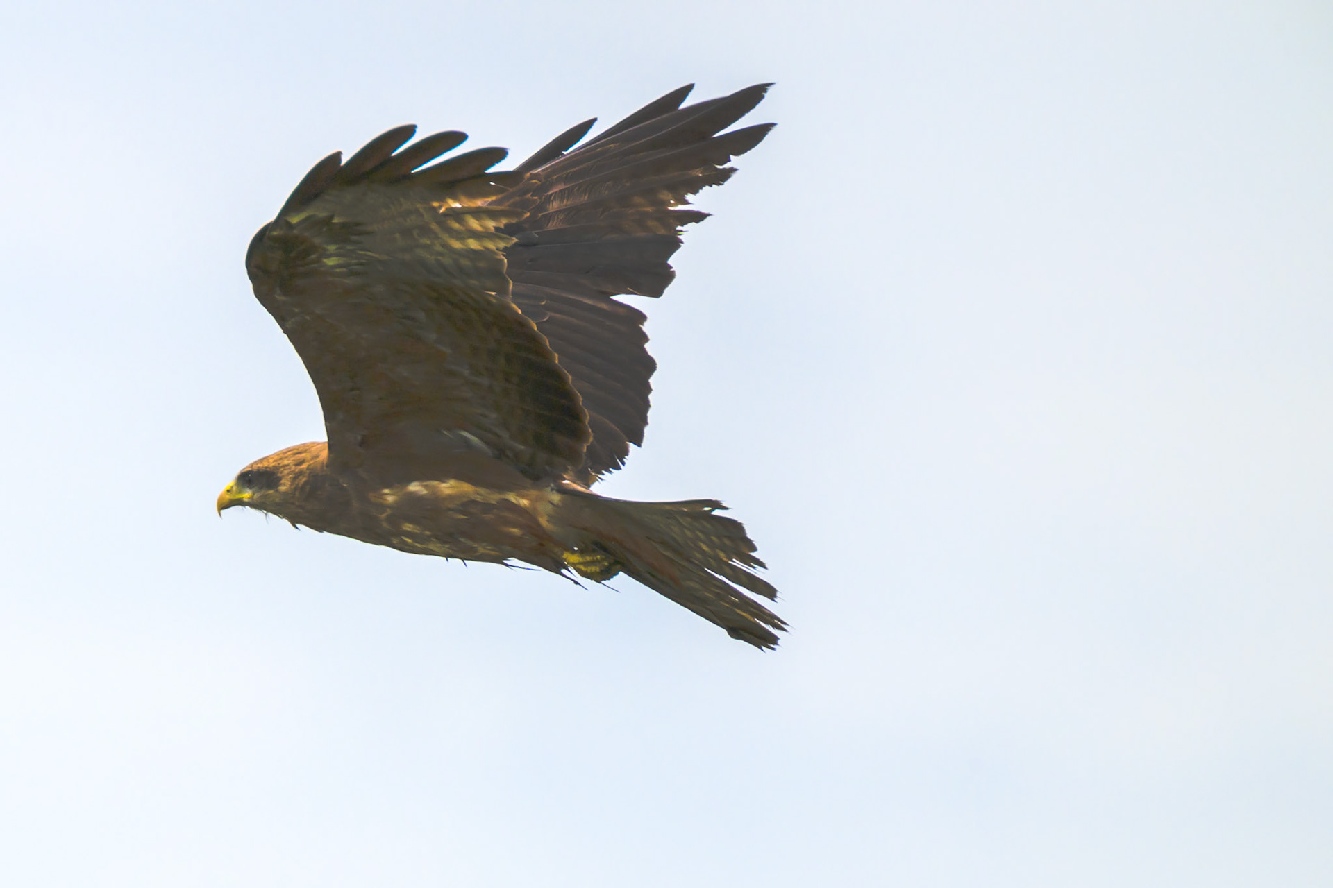 Yellow-billed Kite