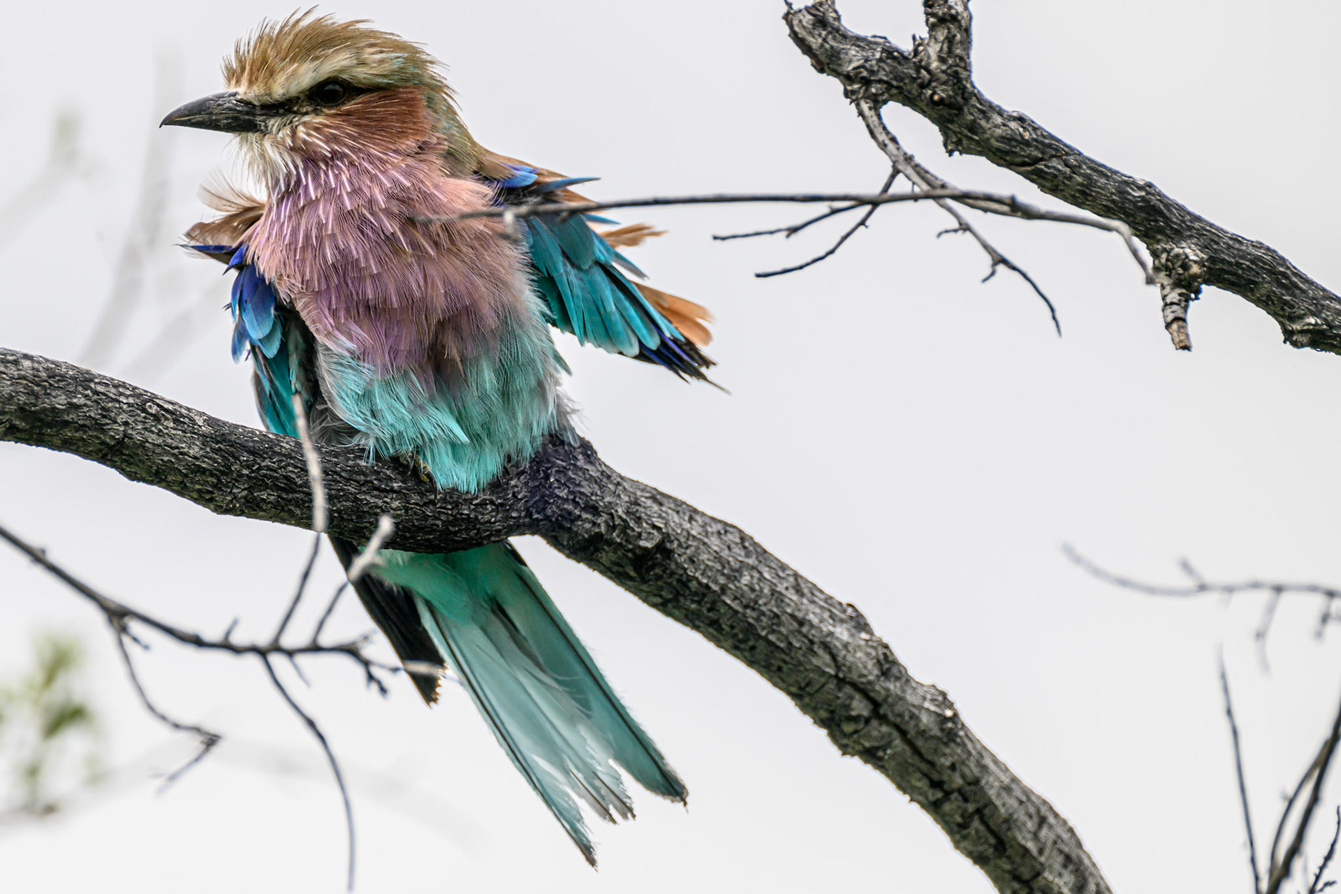 Lilac-breasted Roller