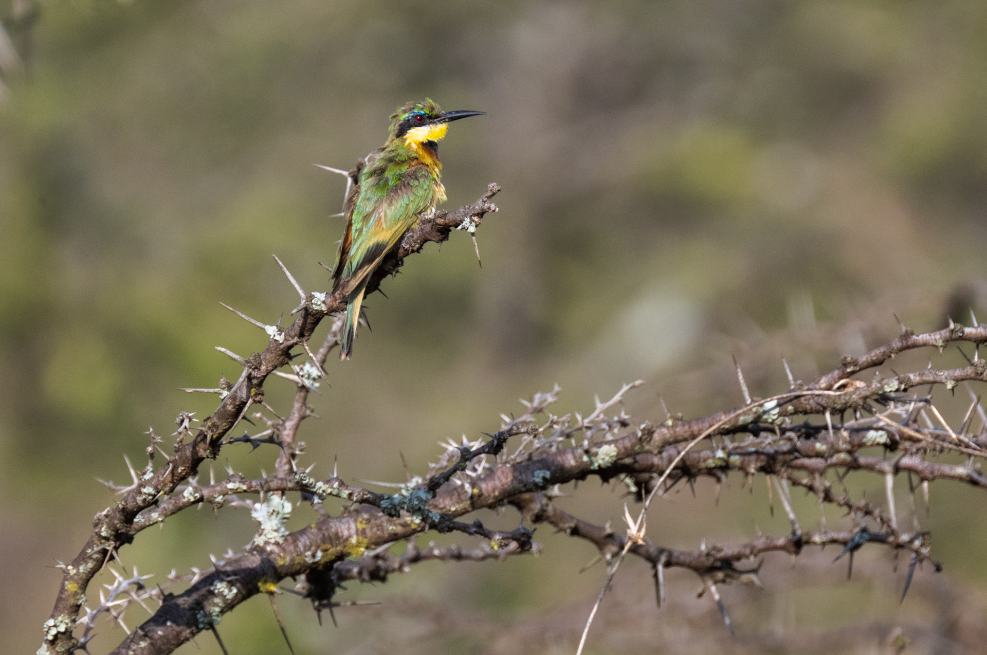 Little Bee-eater