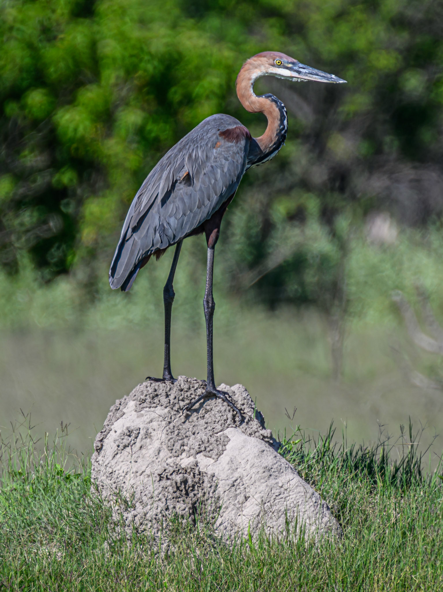 Goliath Heron