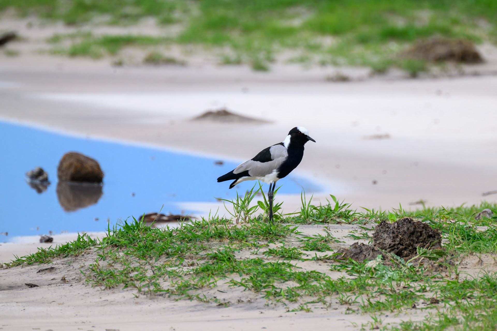 Blacksmith Plover (aka Blacksmith Lapwing)