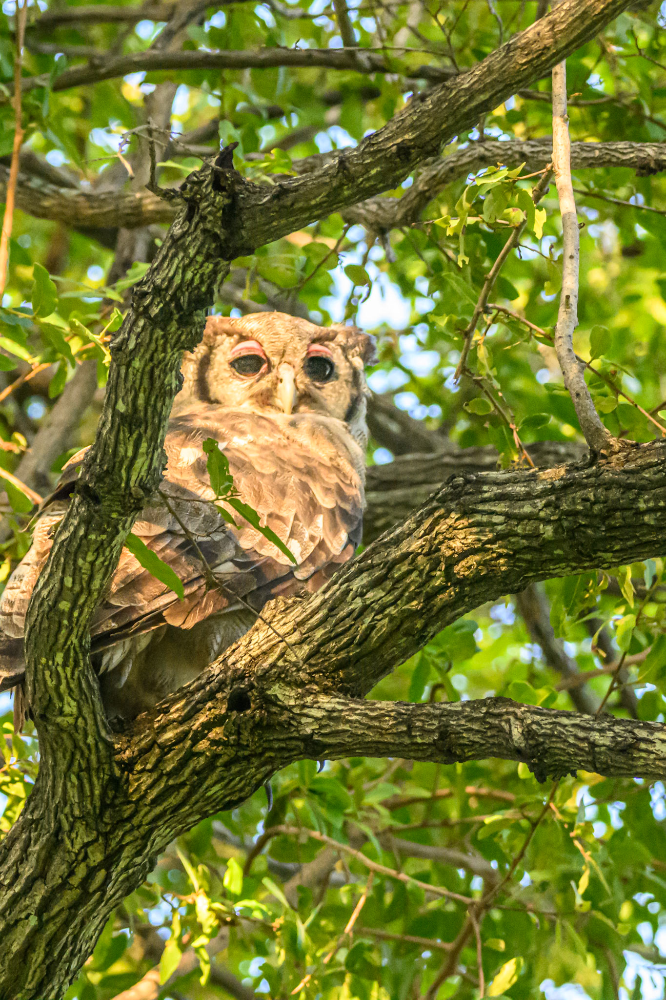 Verreaux Eagle-Owl