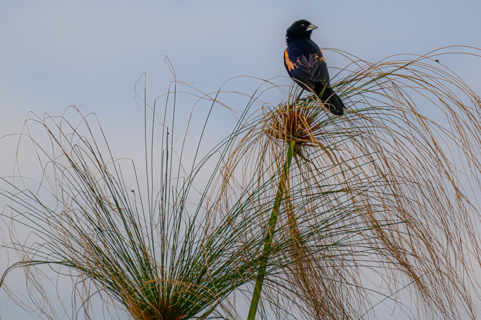 Fan-tailed Widow Bird