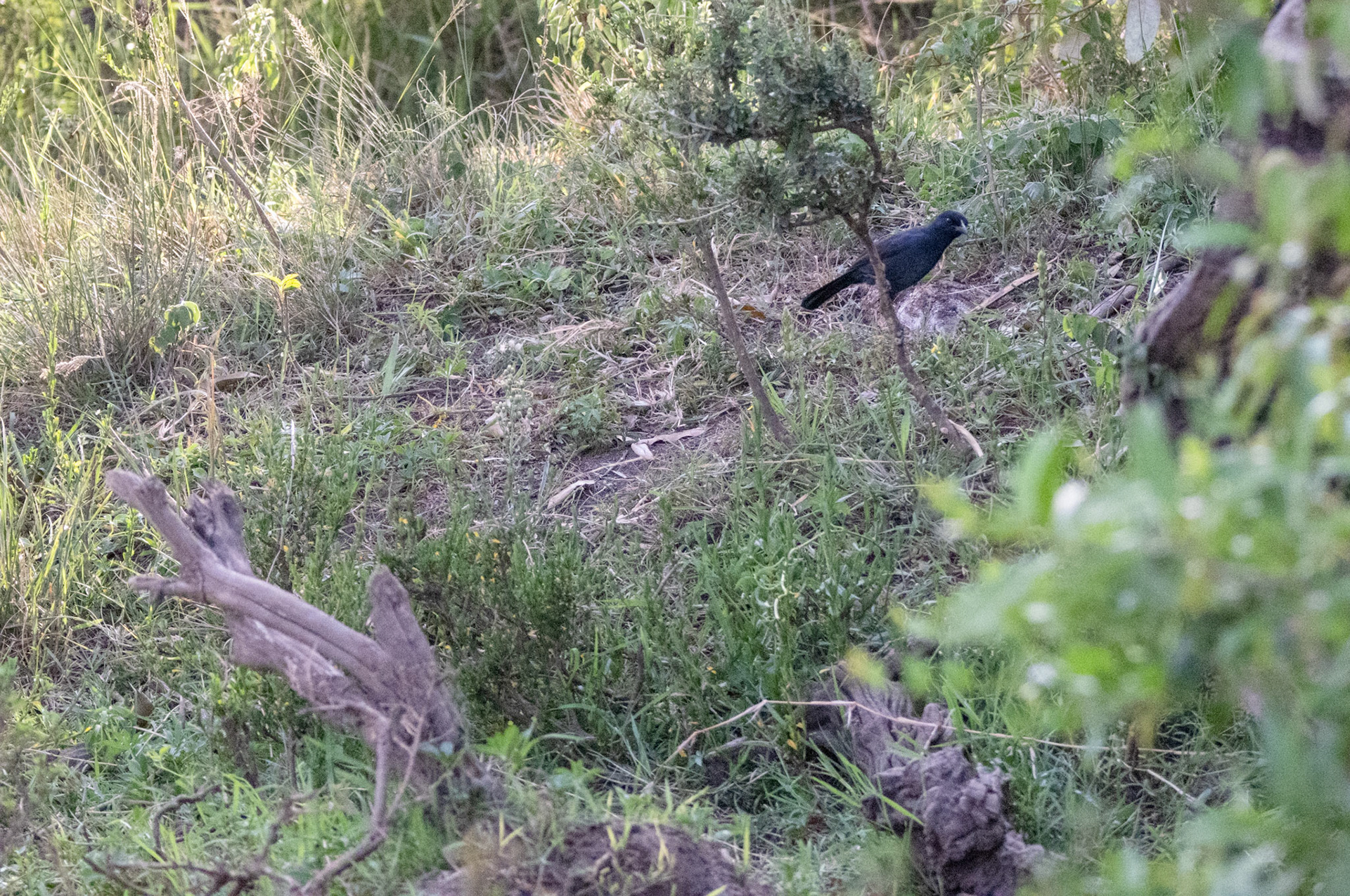 Slate-coloured Boubou