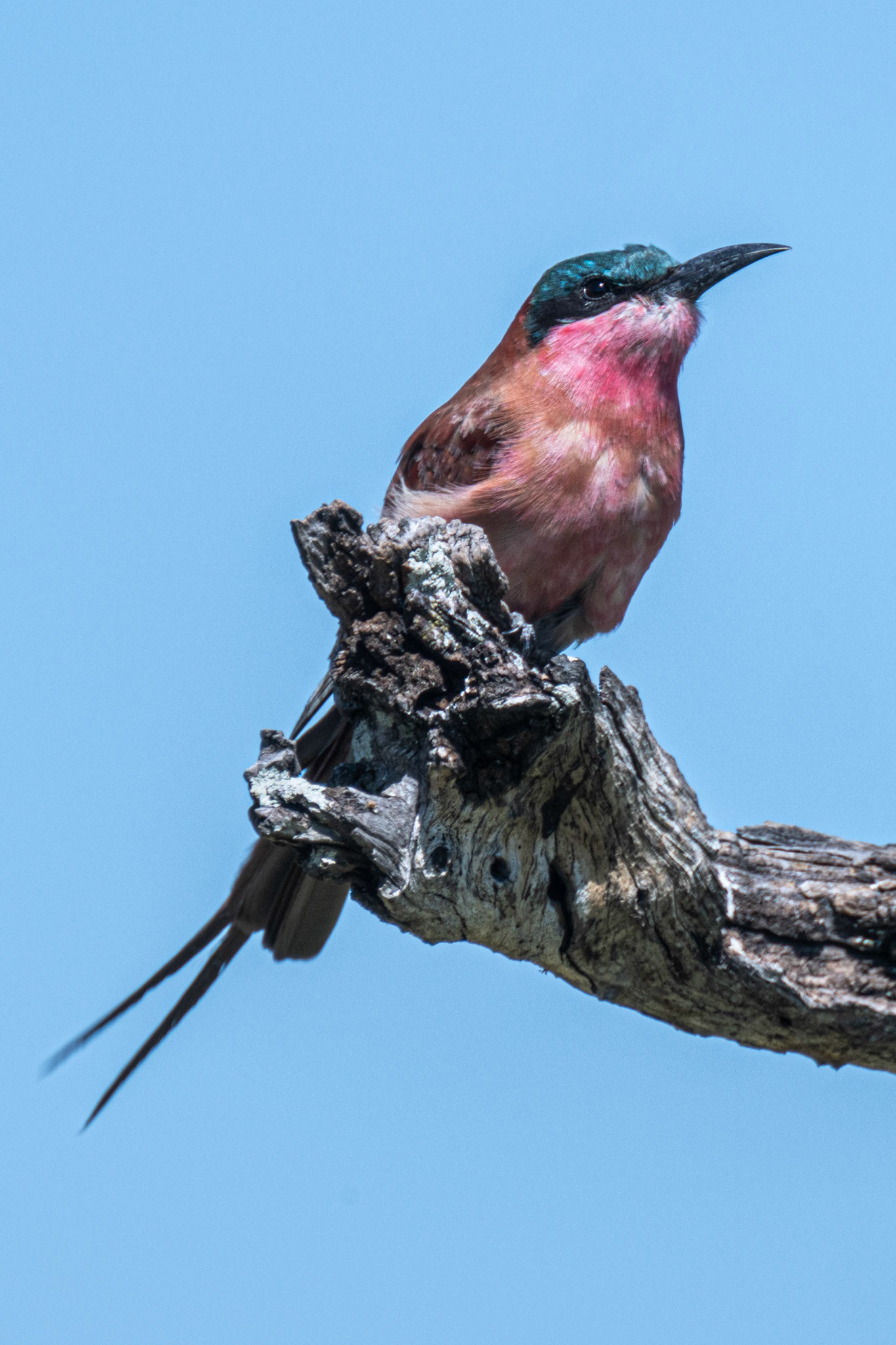 Carmine Bee-eater