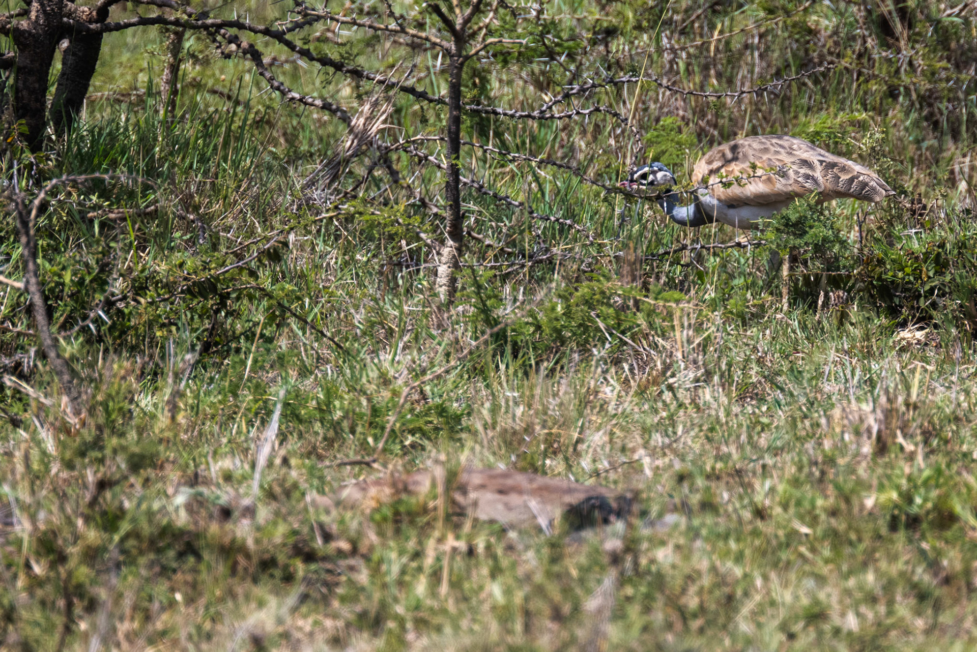 White-Bellied Bustard