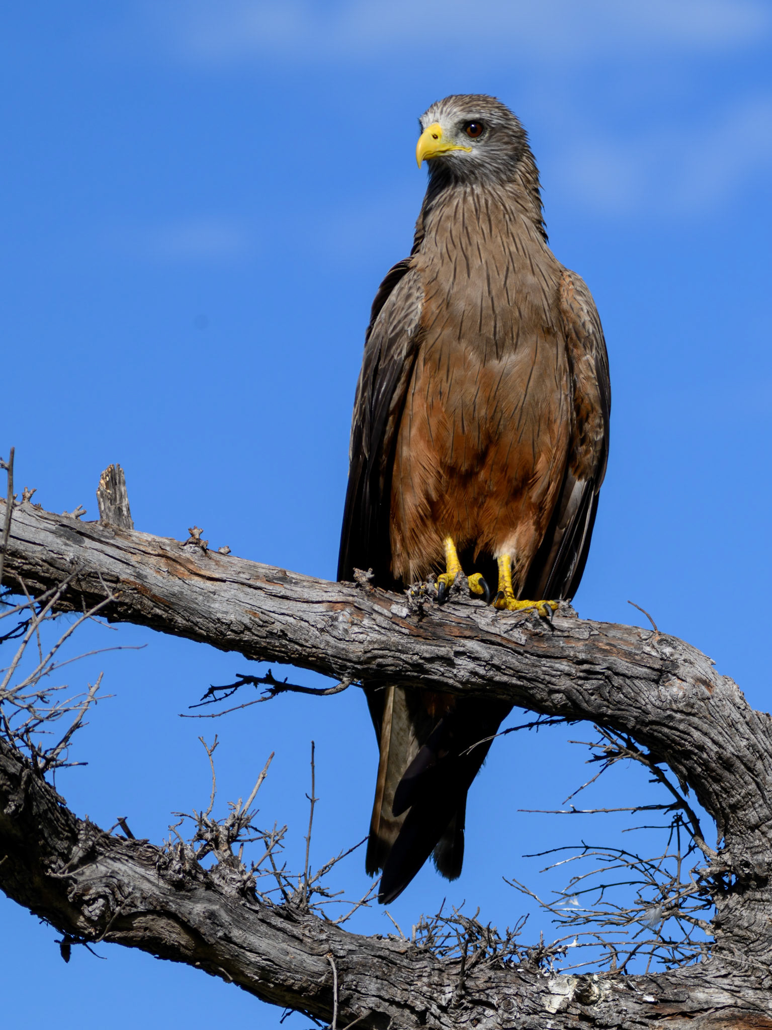 Yellow-billed Kite