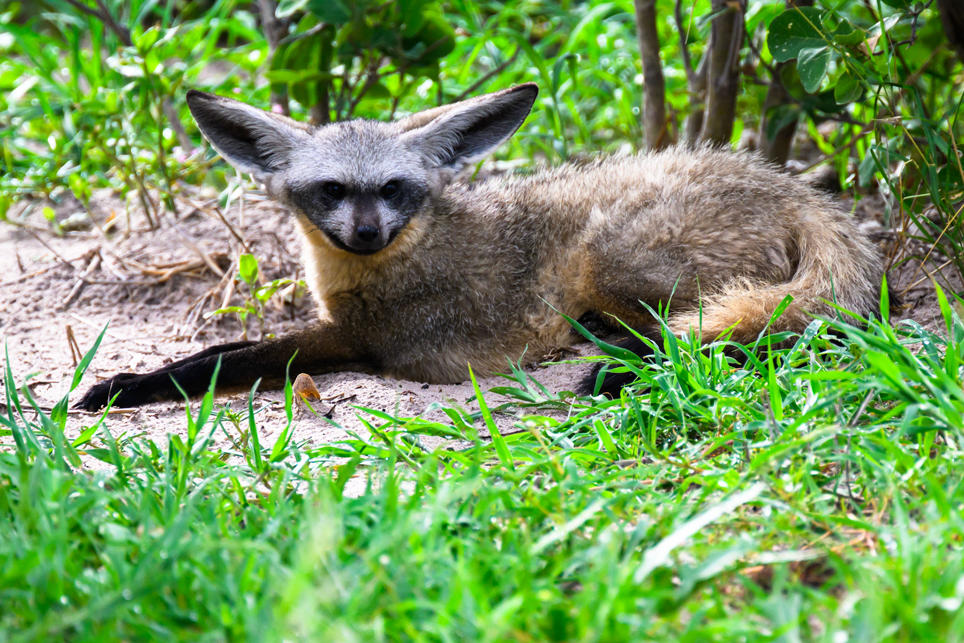 Bat-eared Fox