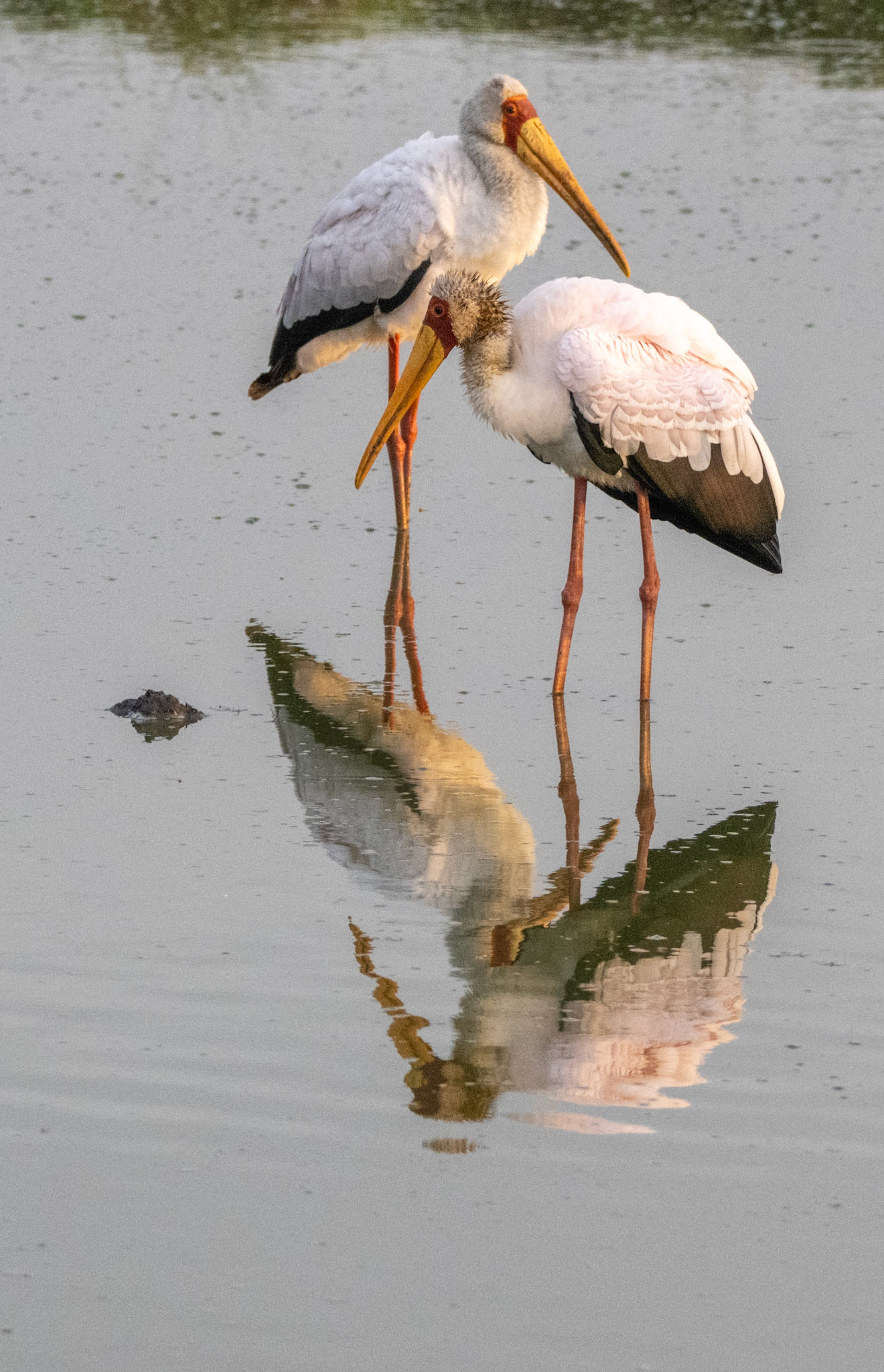 Yellow-billed Stork