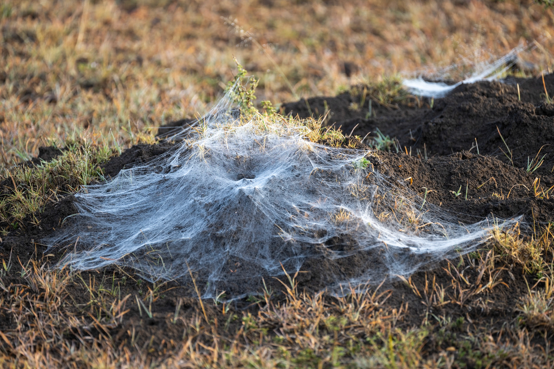 Spiders web and nest