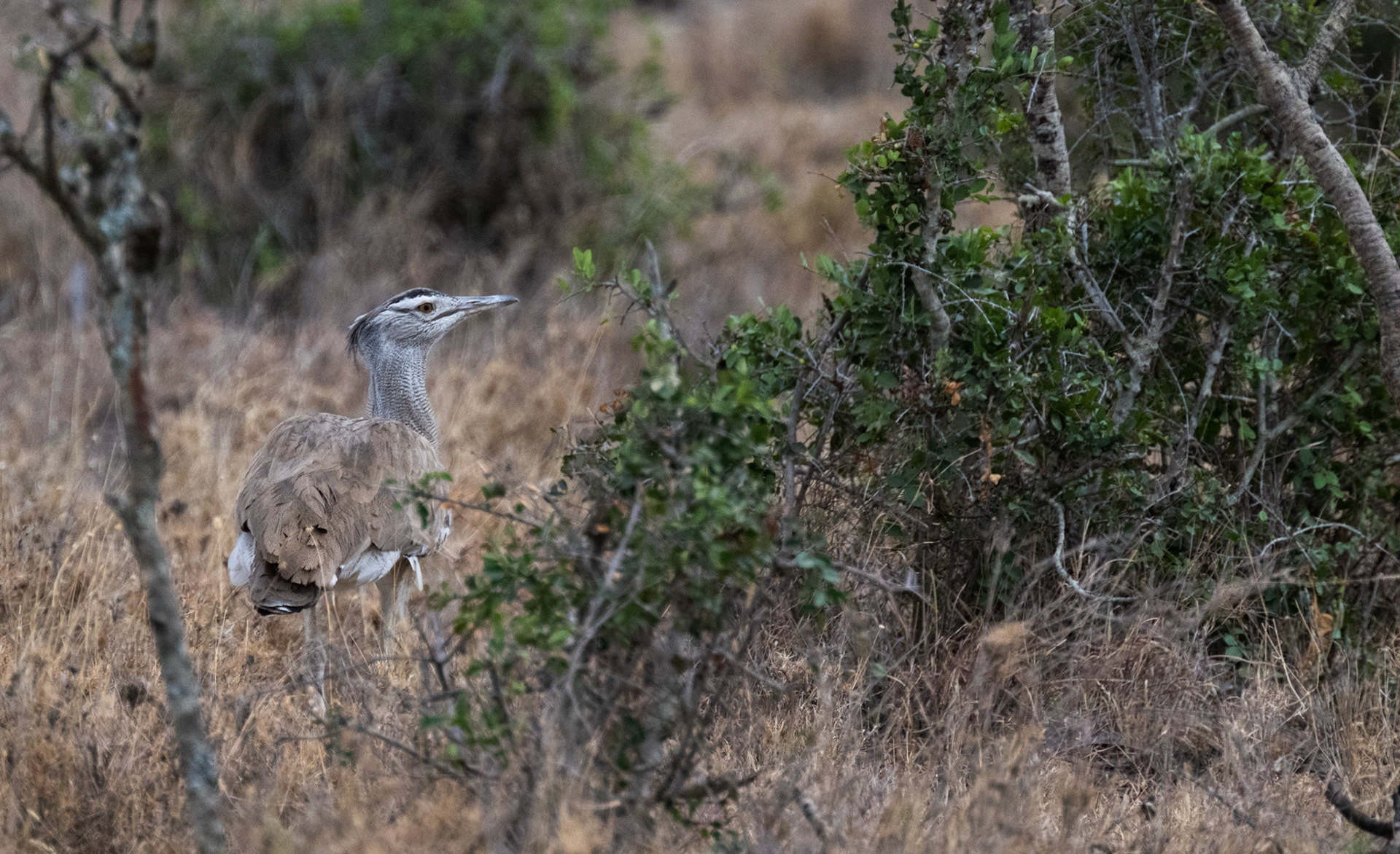 Kori Bustard