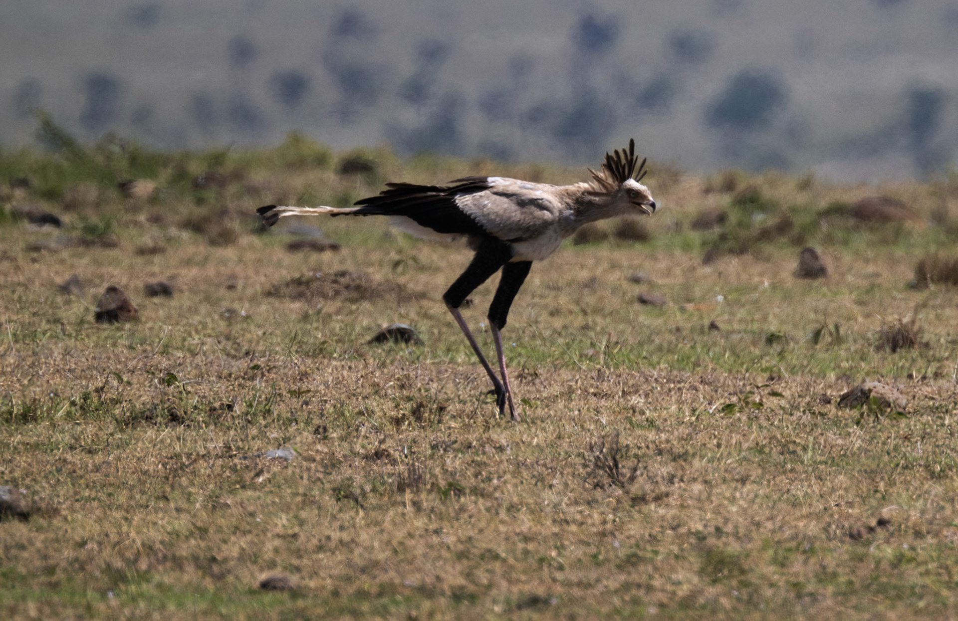 Secretary Bird