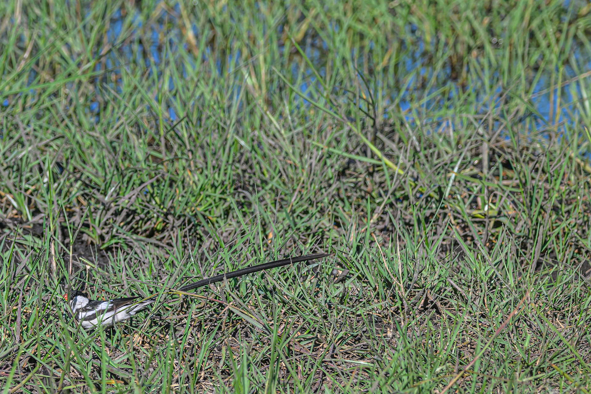 Pin-tailed Whydah