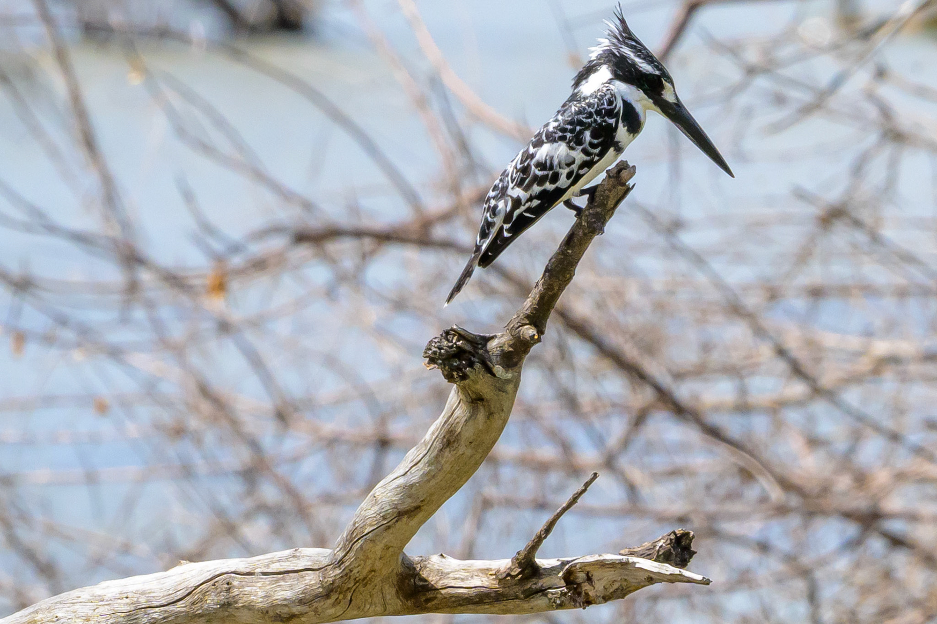 Pied Kingfisher
