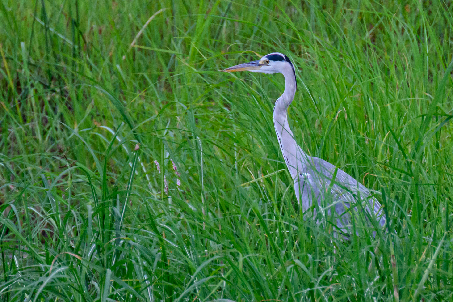 Grey Heron