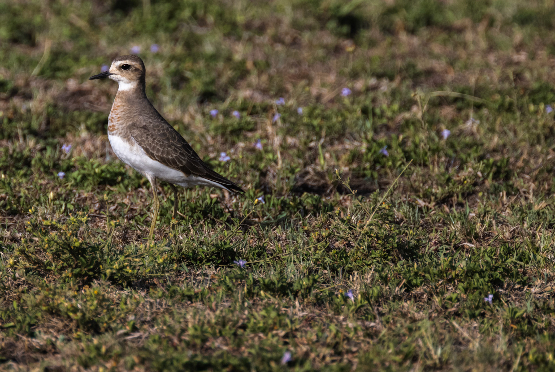 Caspian Plover