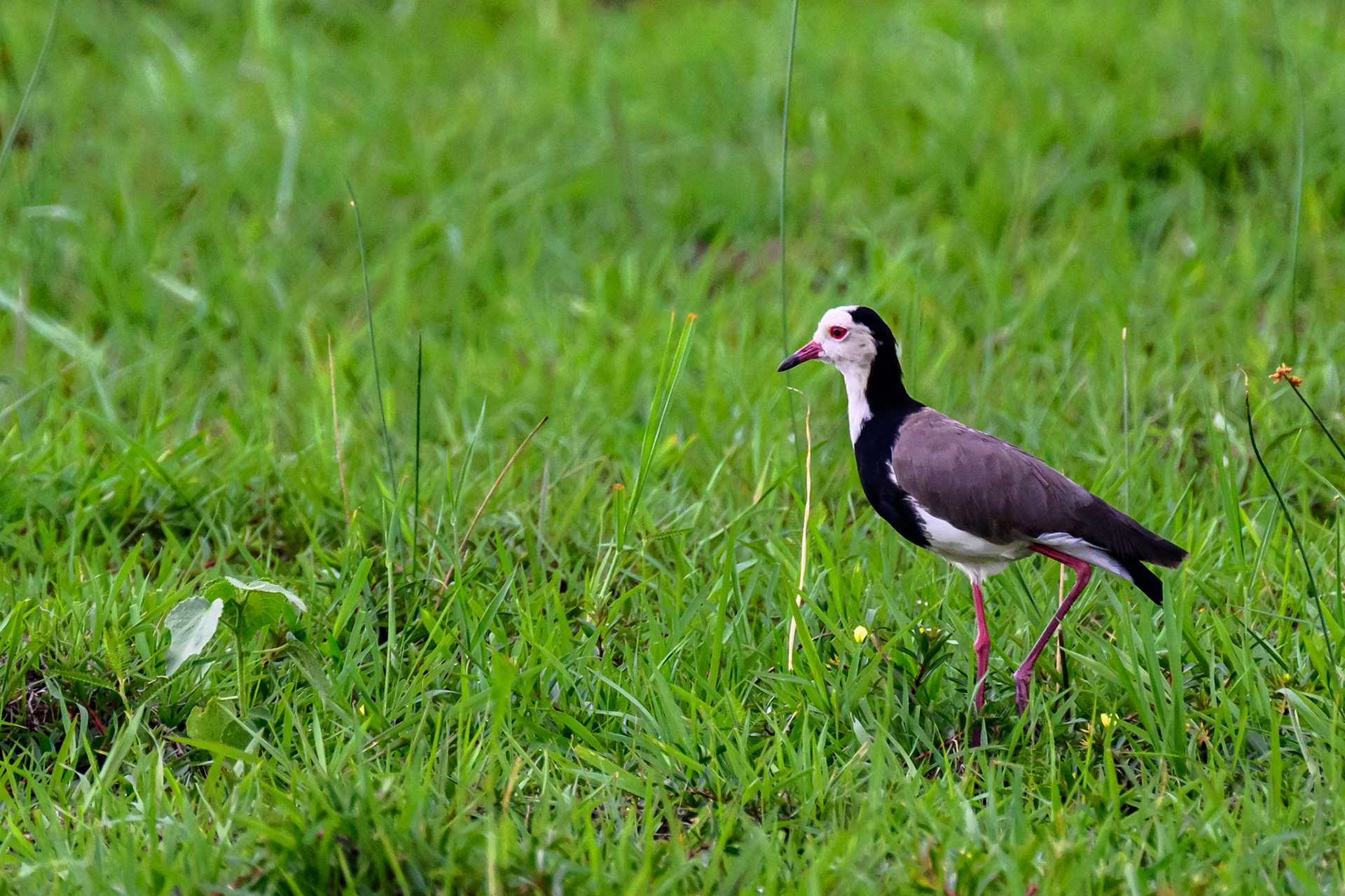 Long-toed Lapwing