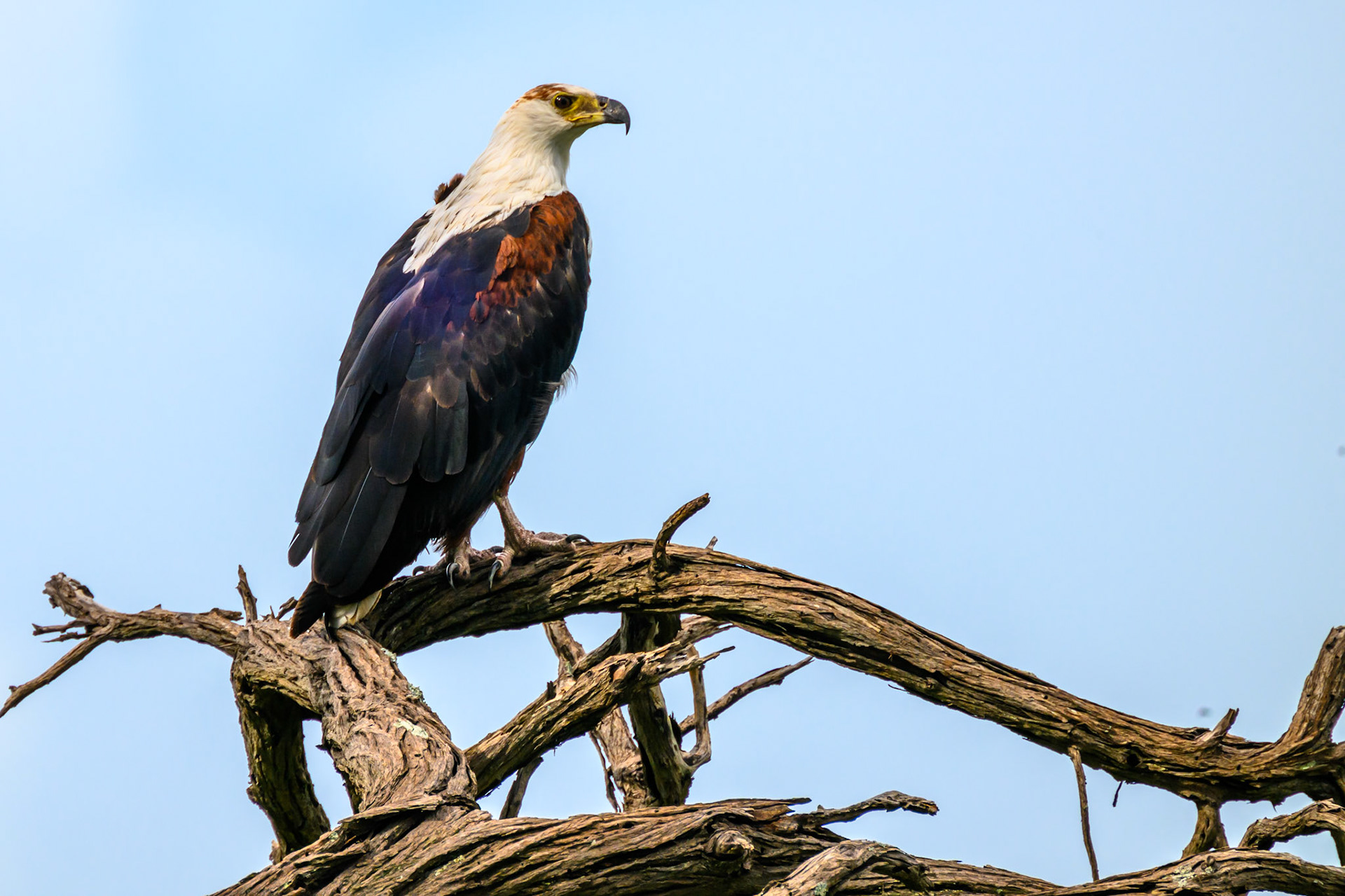 African Fish Eagle