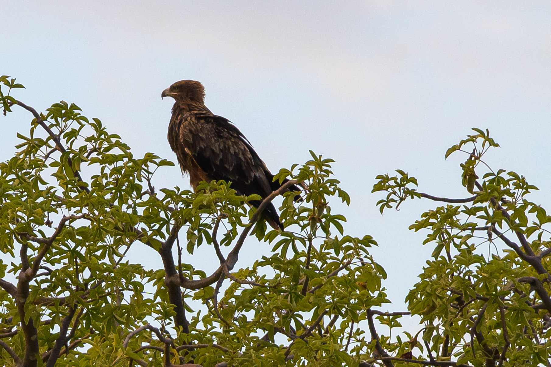 Bateleur Eagle