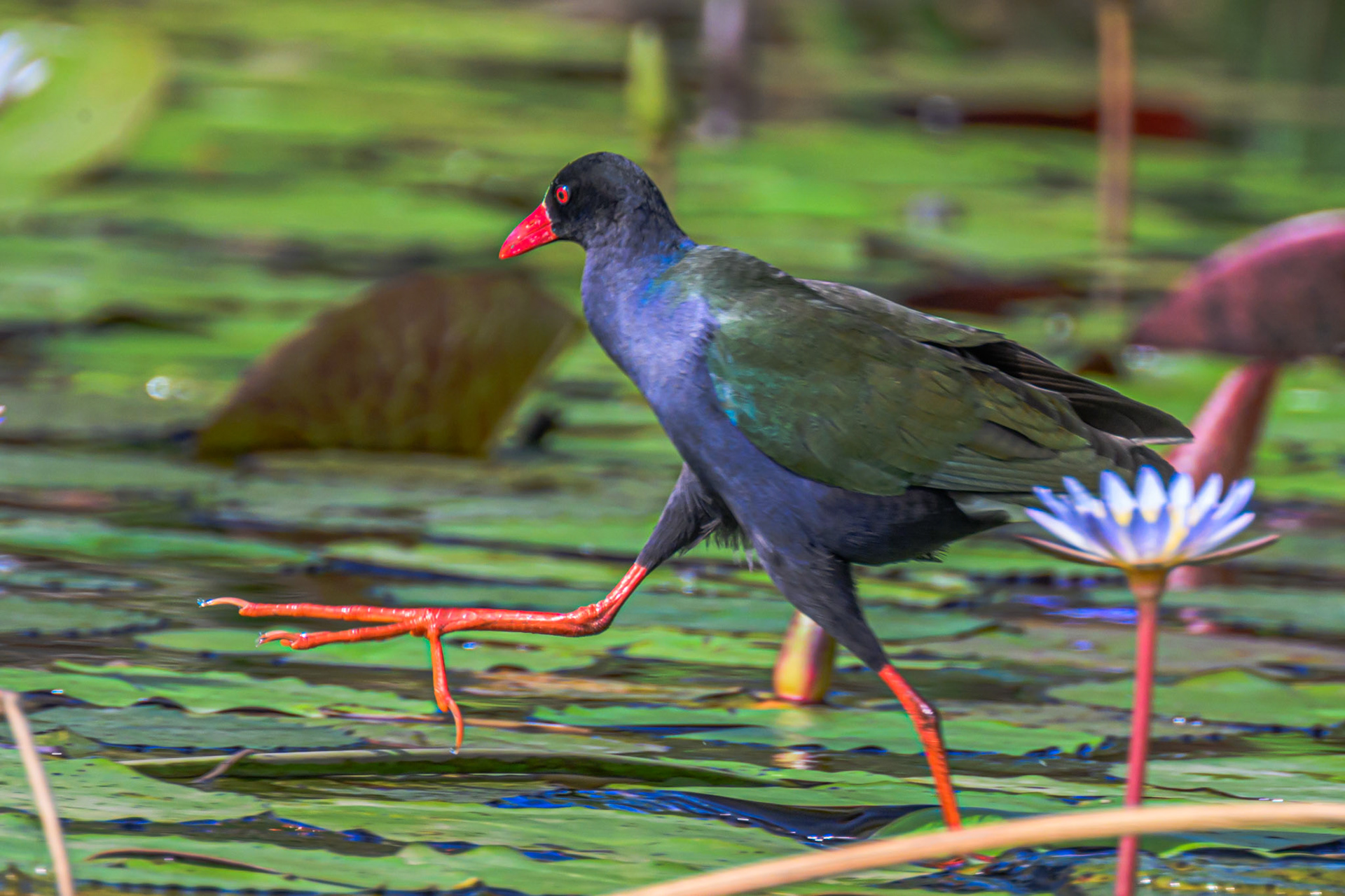 Allen's Gallinule