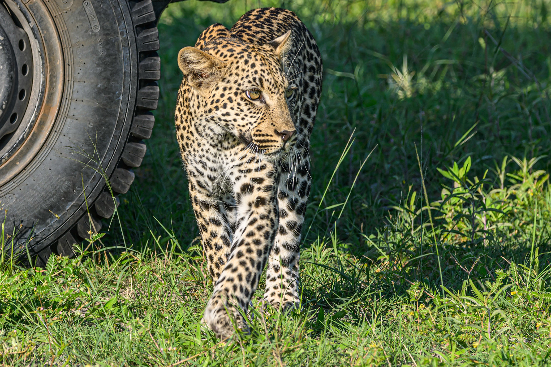 Juvenile Leopard