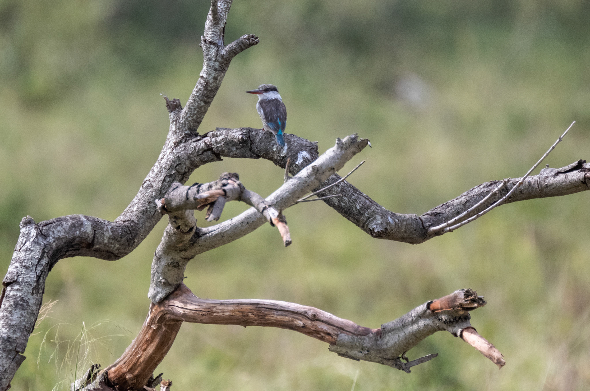 Striped Kingfisher