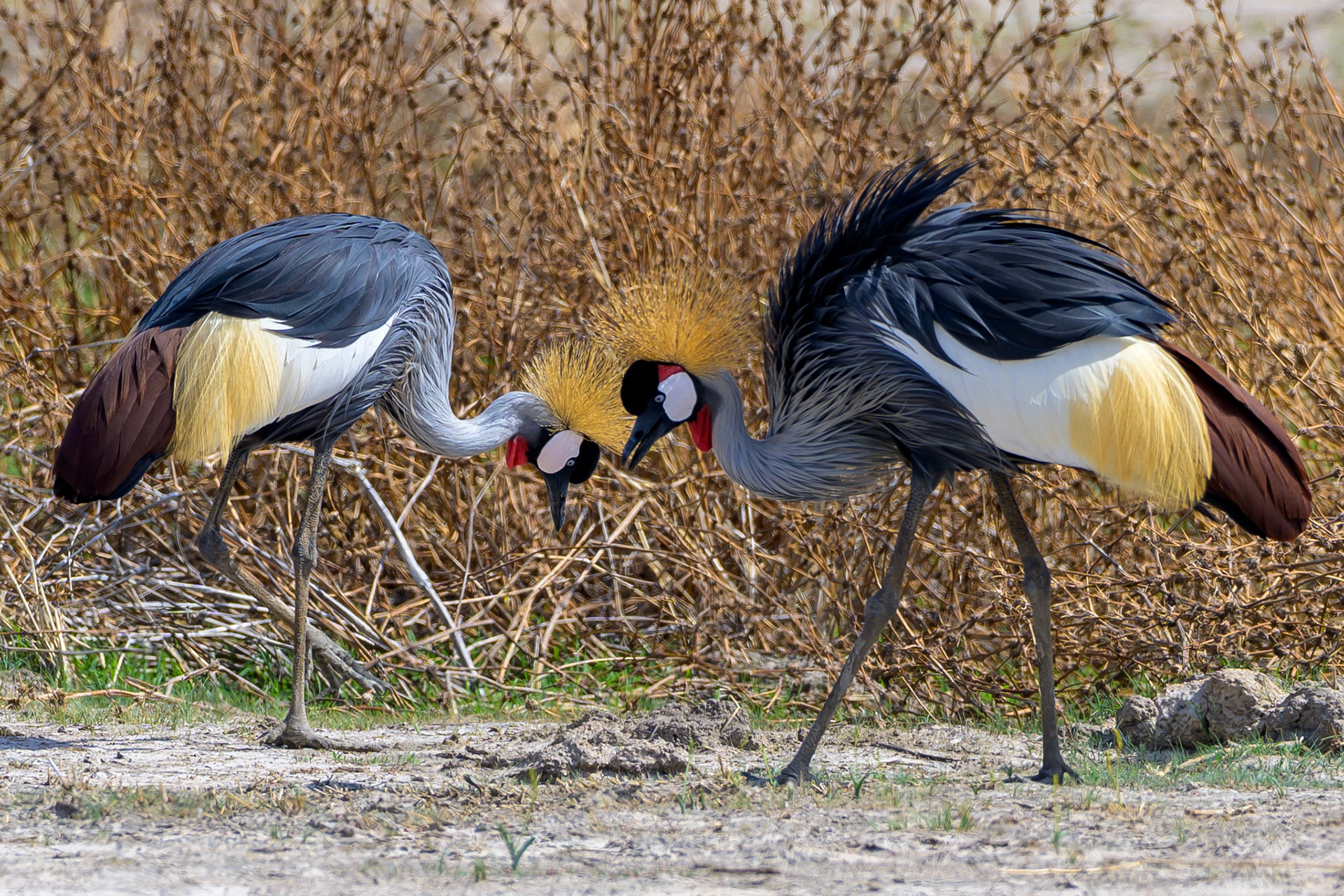 Grey Crowned Crane