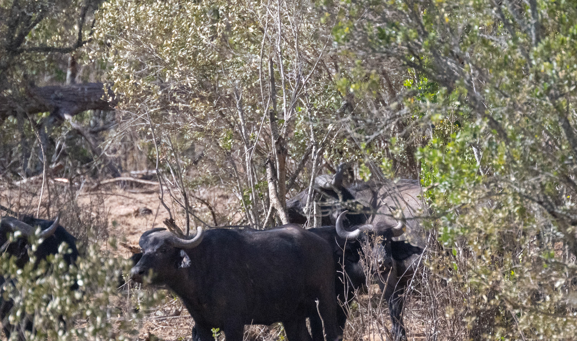 Lions, Buffalo, the hunt and kill