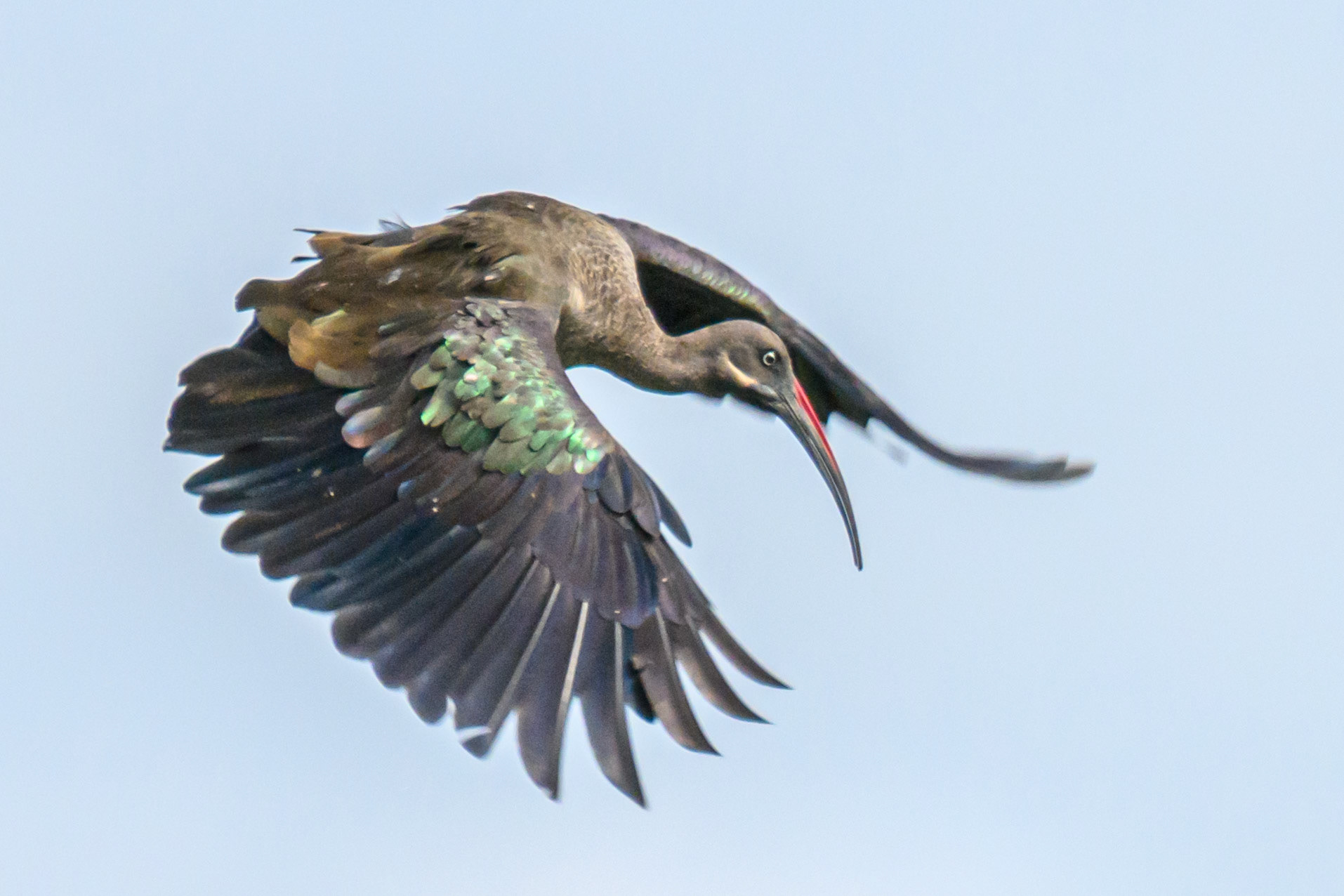 Hadada Ibis