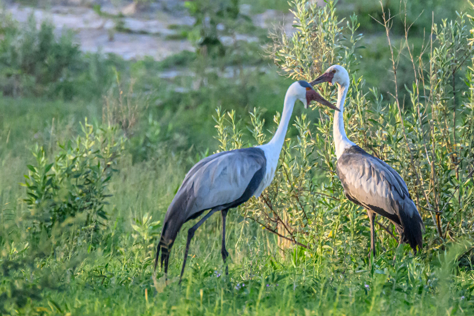 Wattled Cranes
