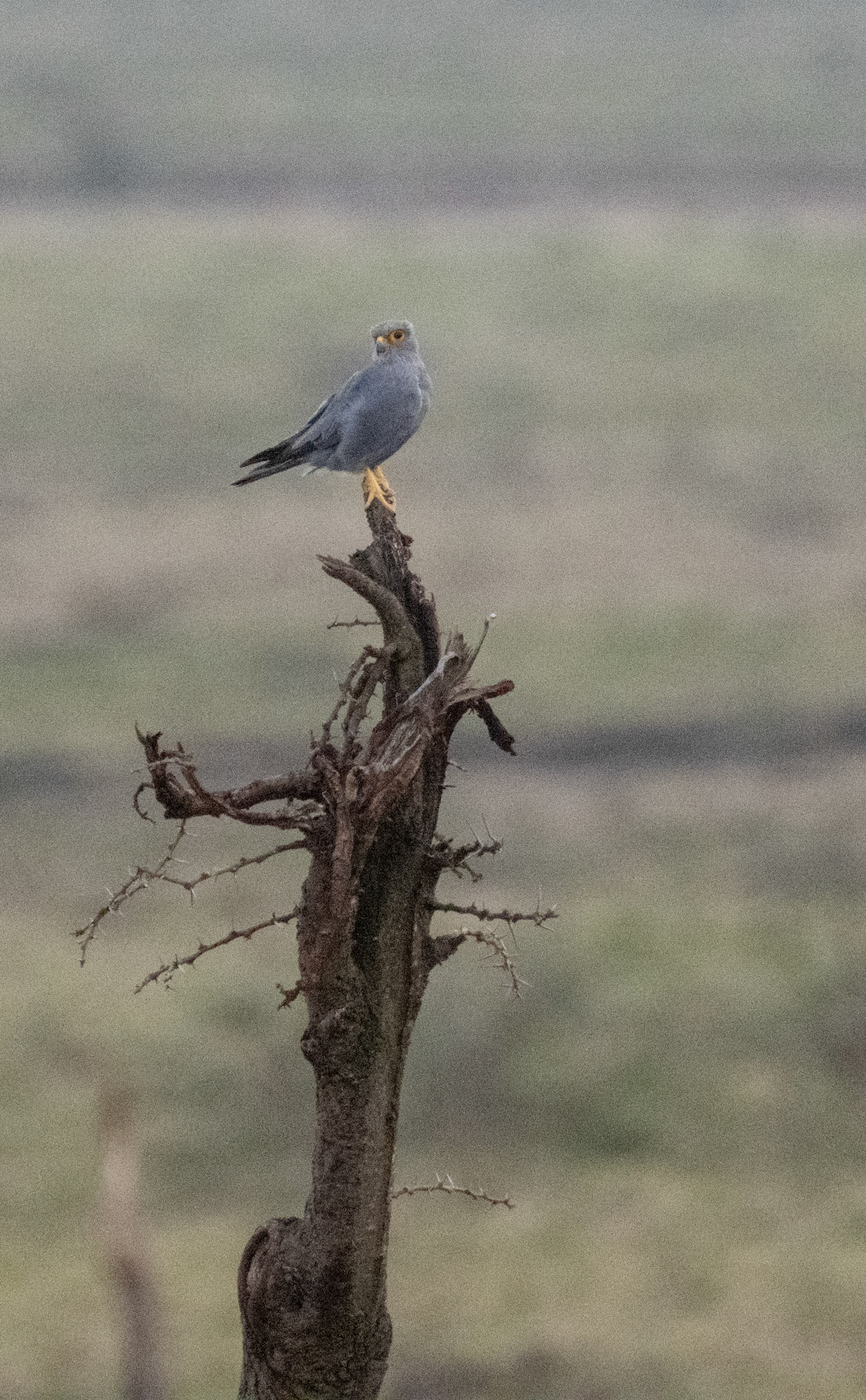 Grey Kestrel