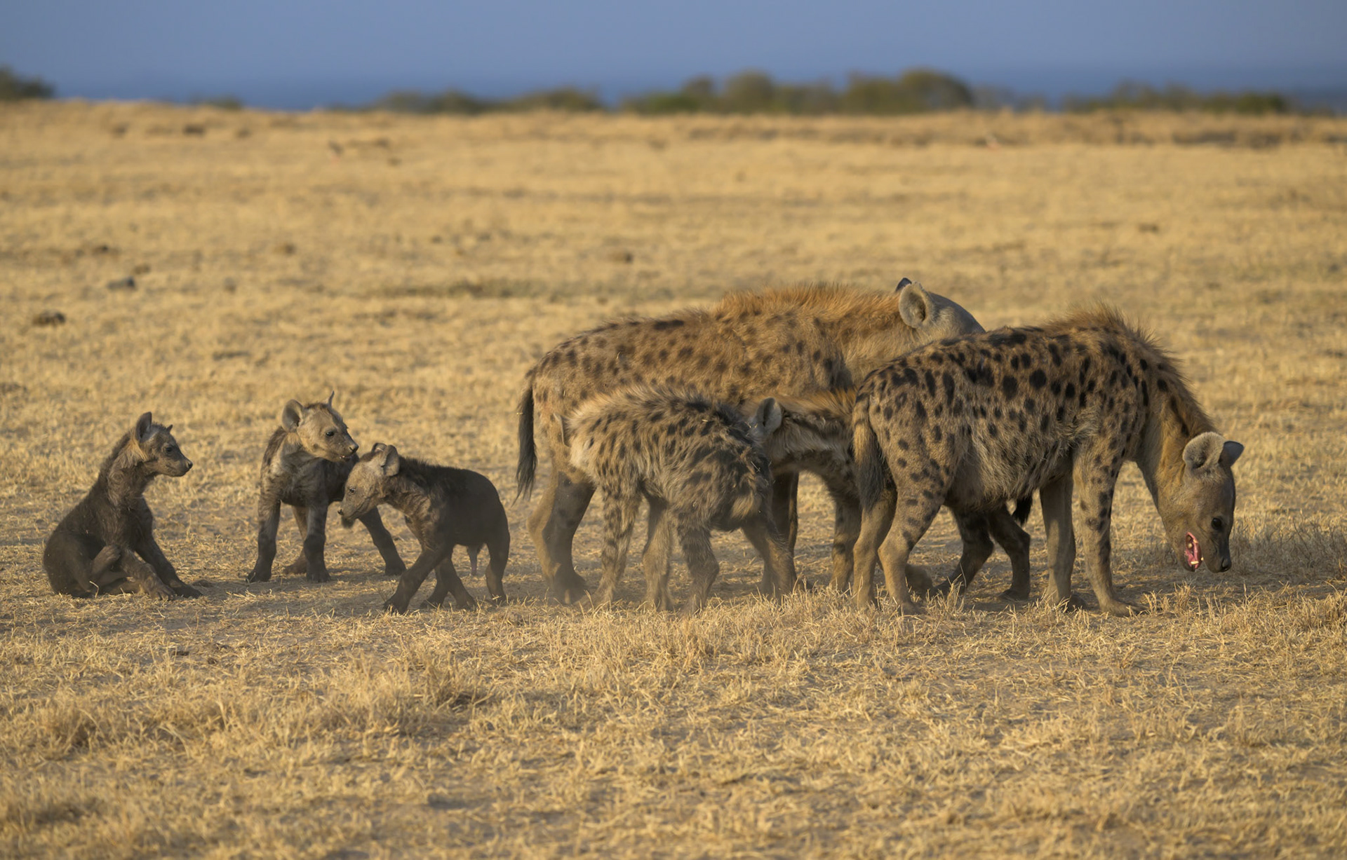 Hyena family