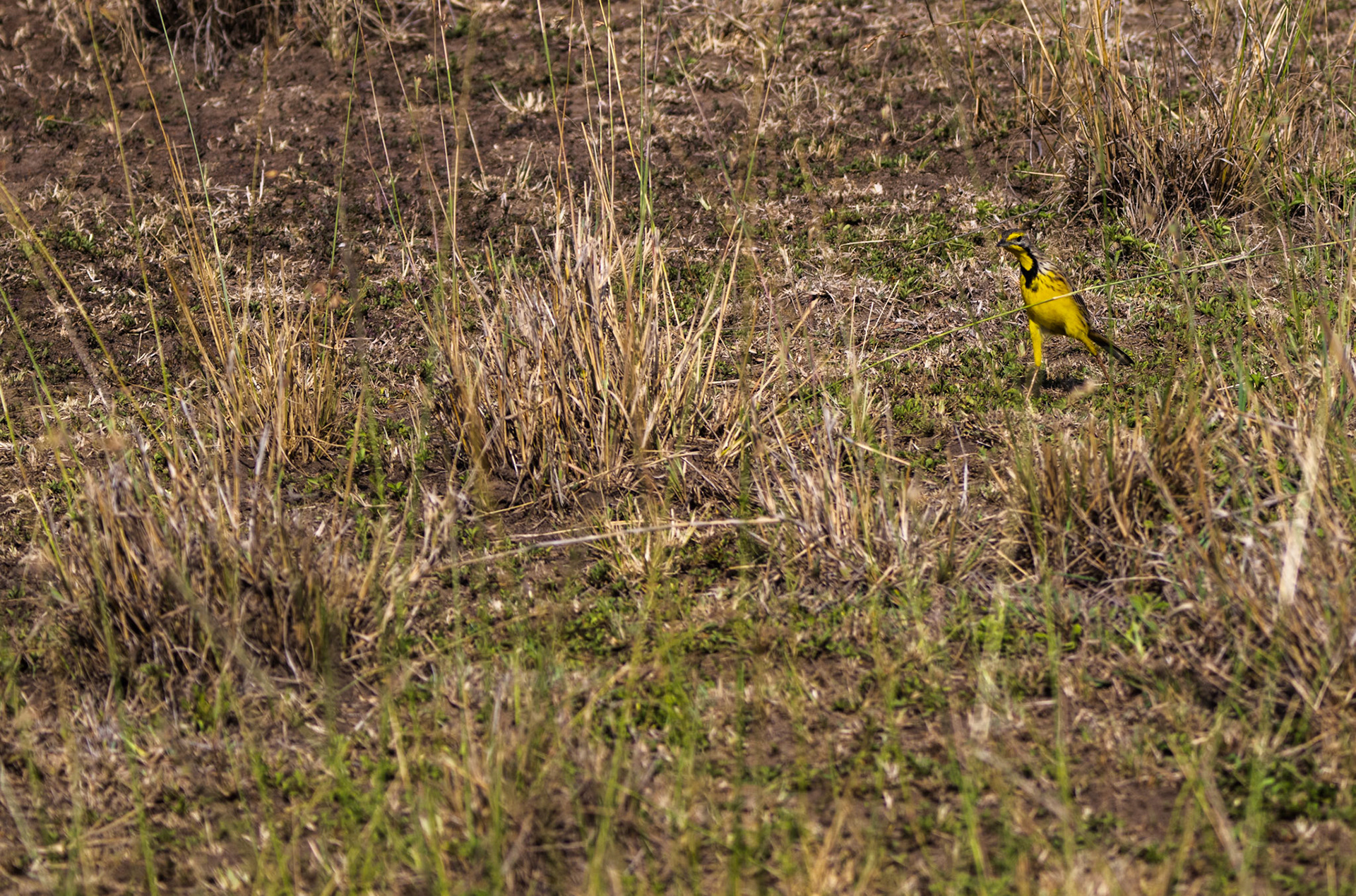 Yellow-throated Longclaw