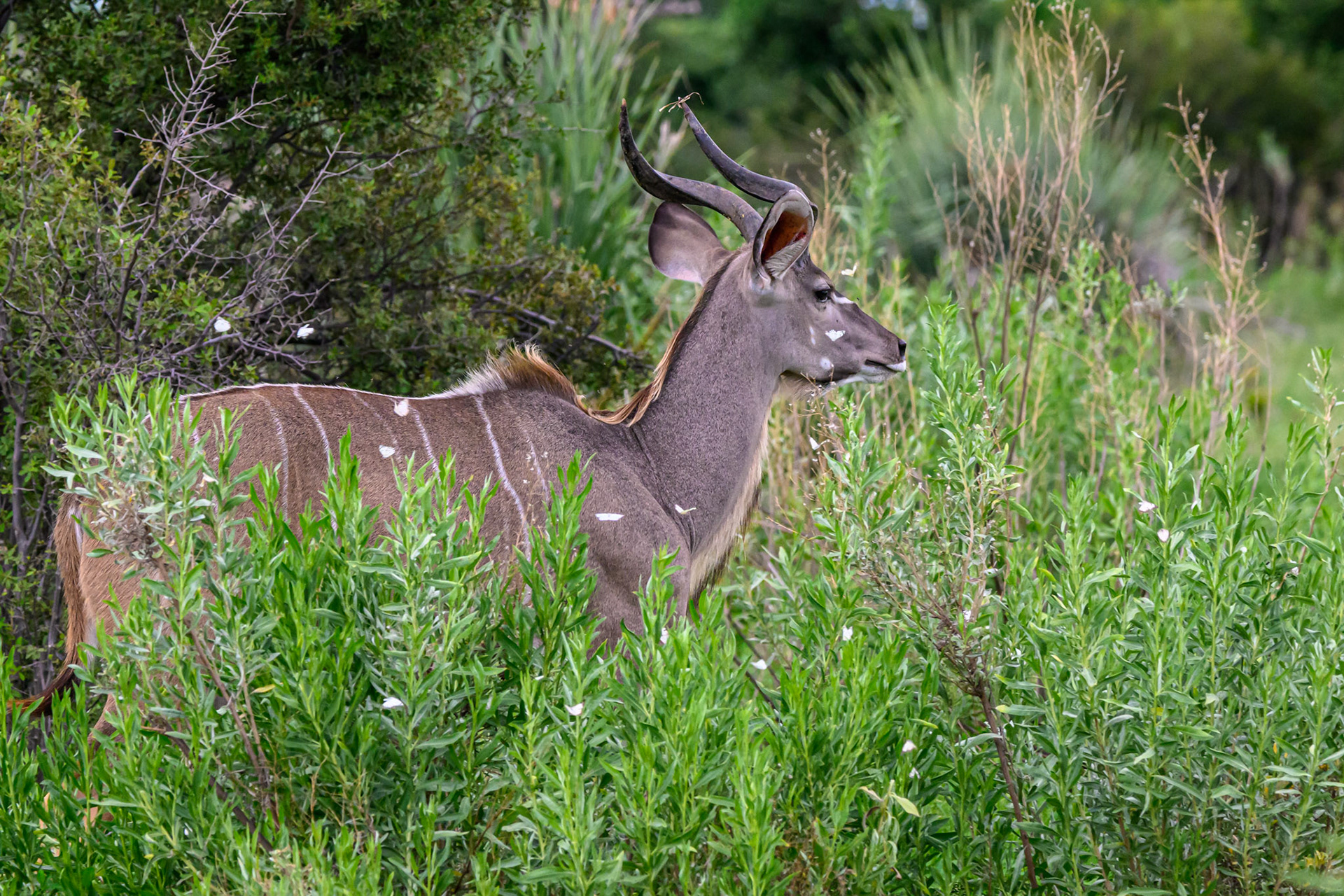 Kudu