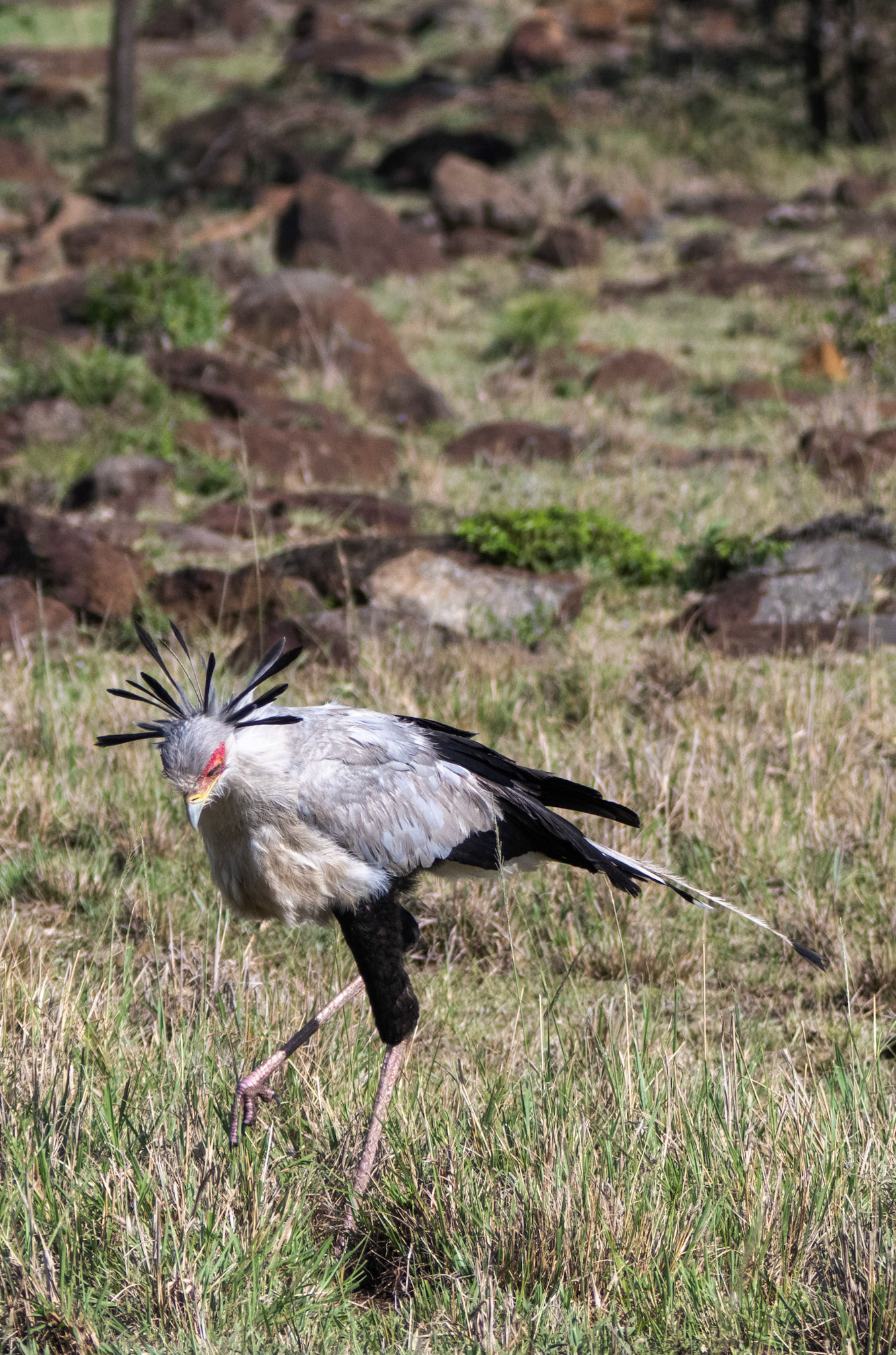Secretary Bird