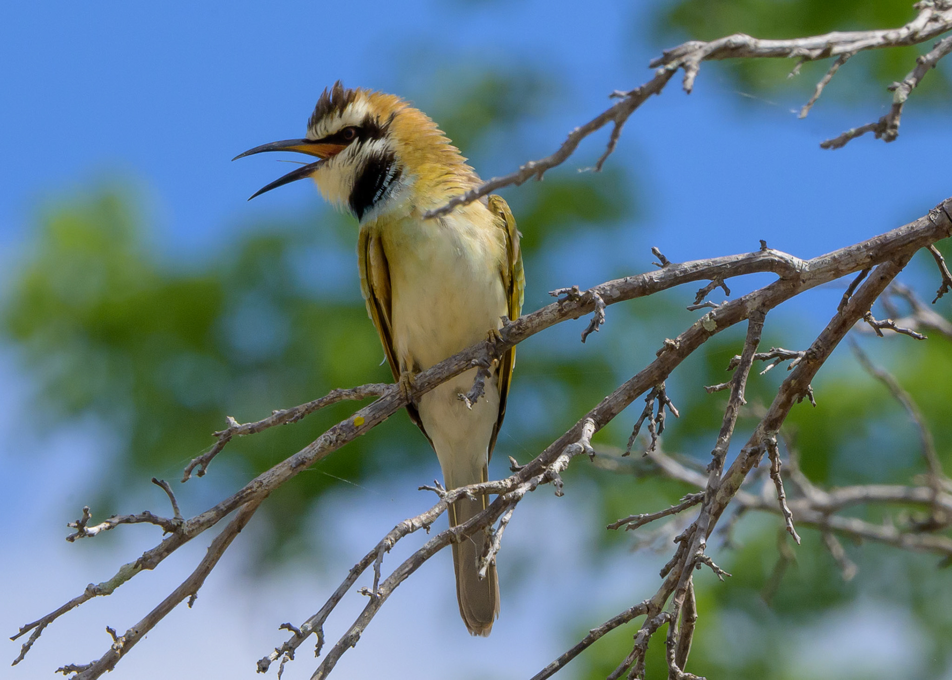 White-fronted Bee-eater