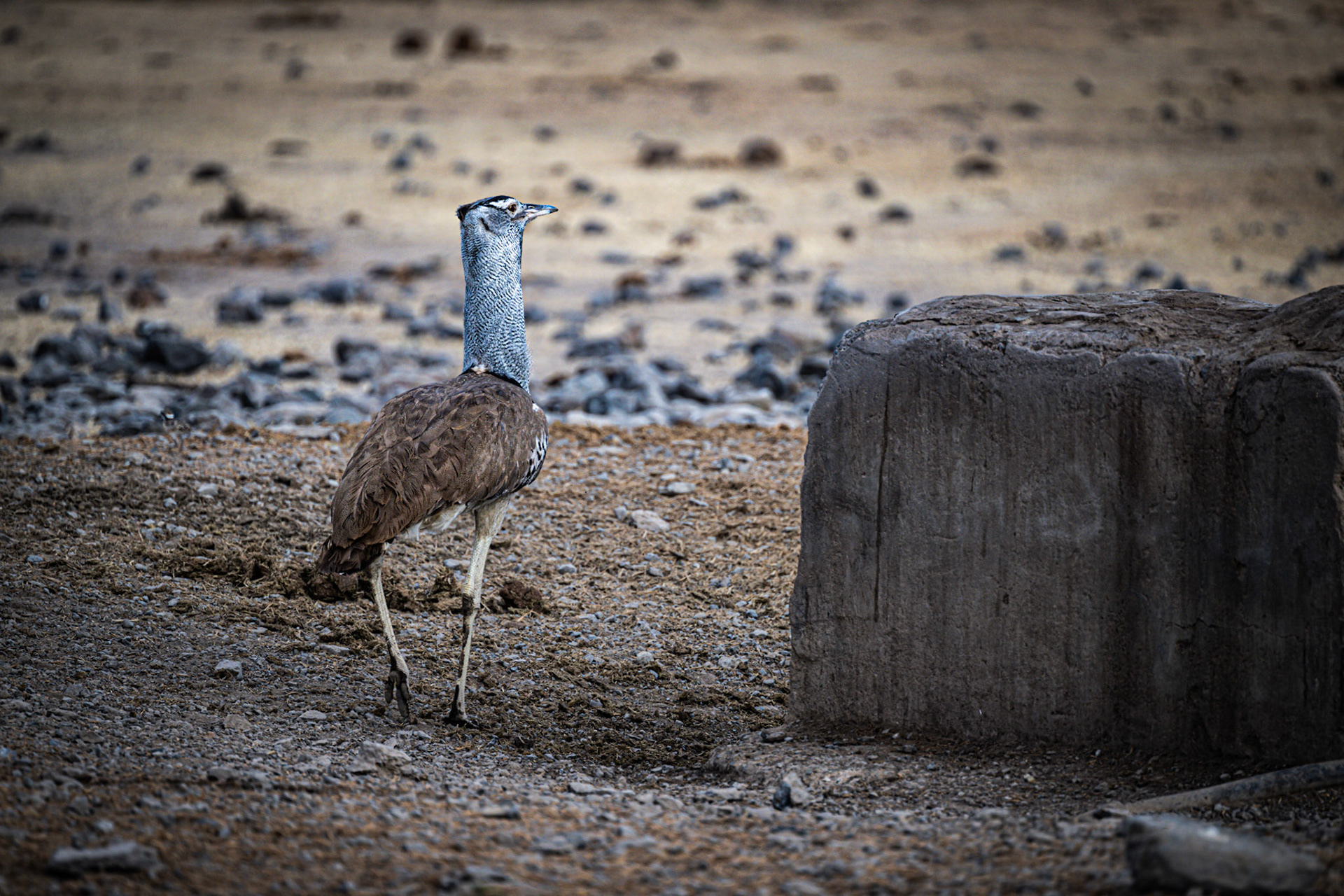 Kori Bustard