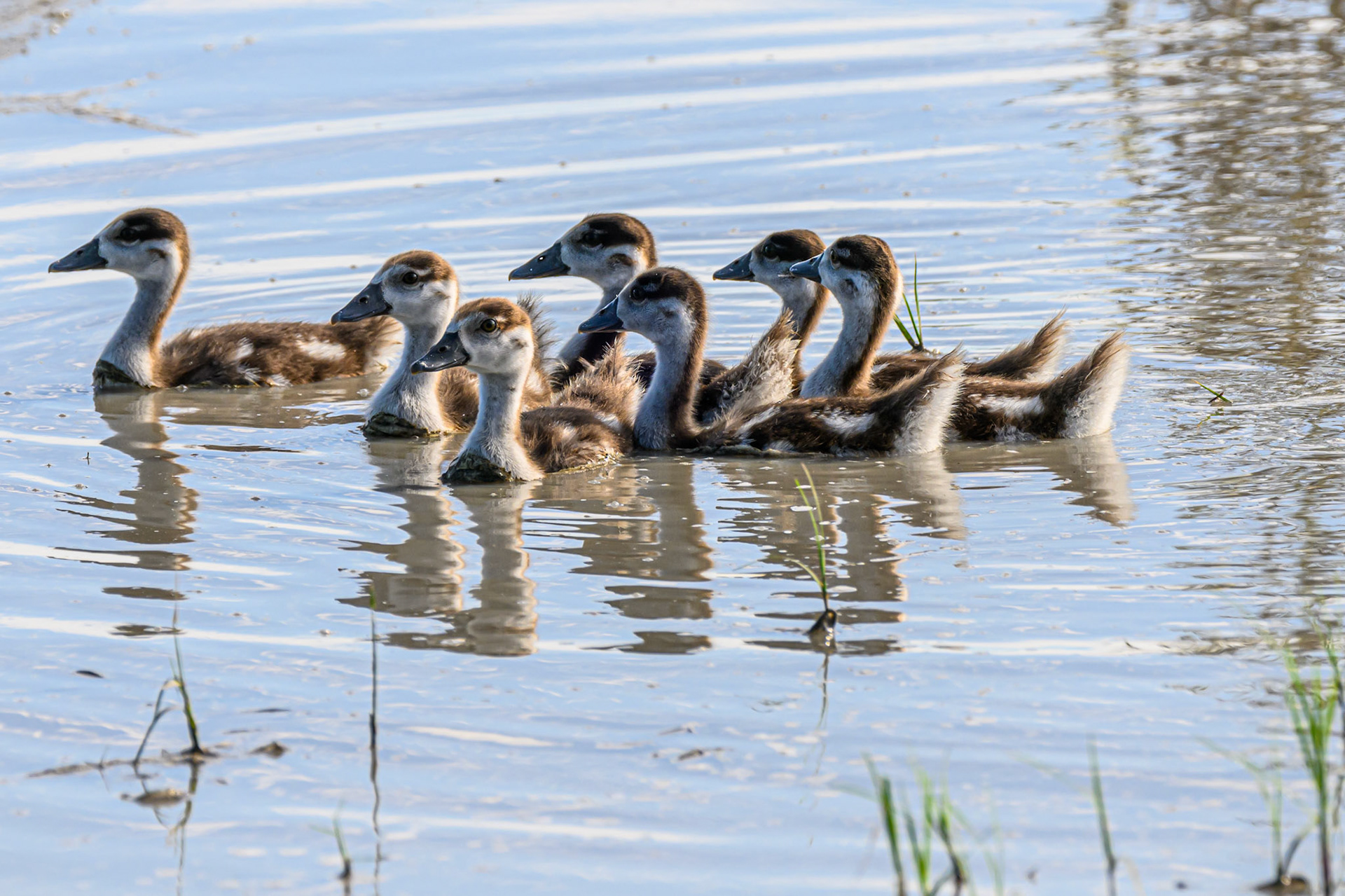 Egyptian Goose chicks
