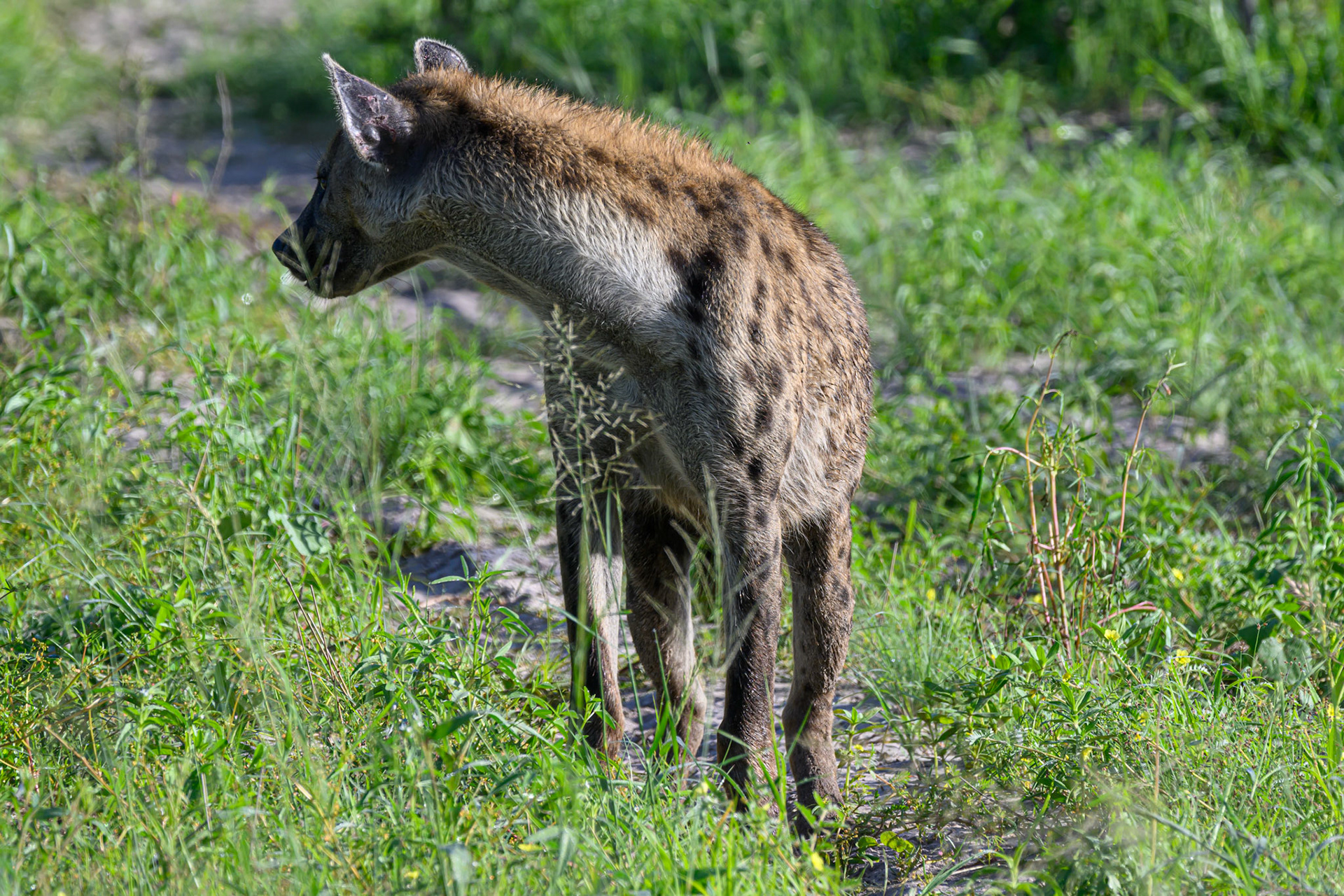 Hyena