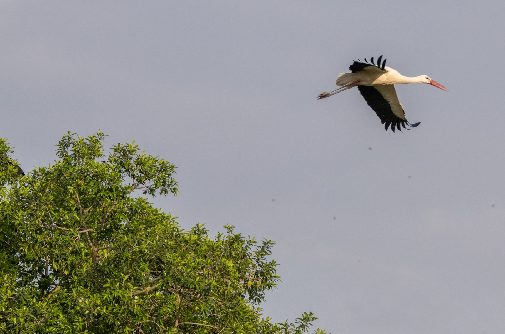 White Stork