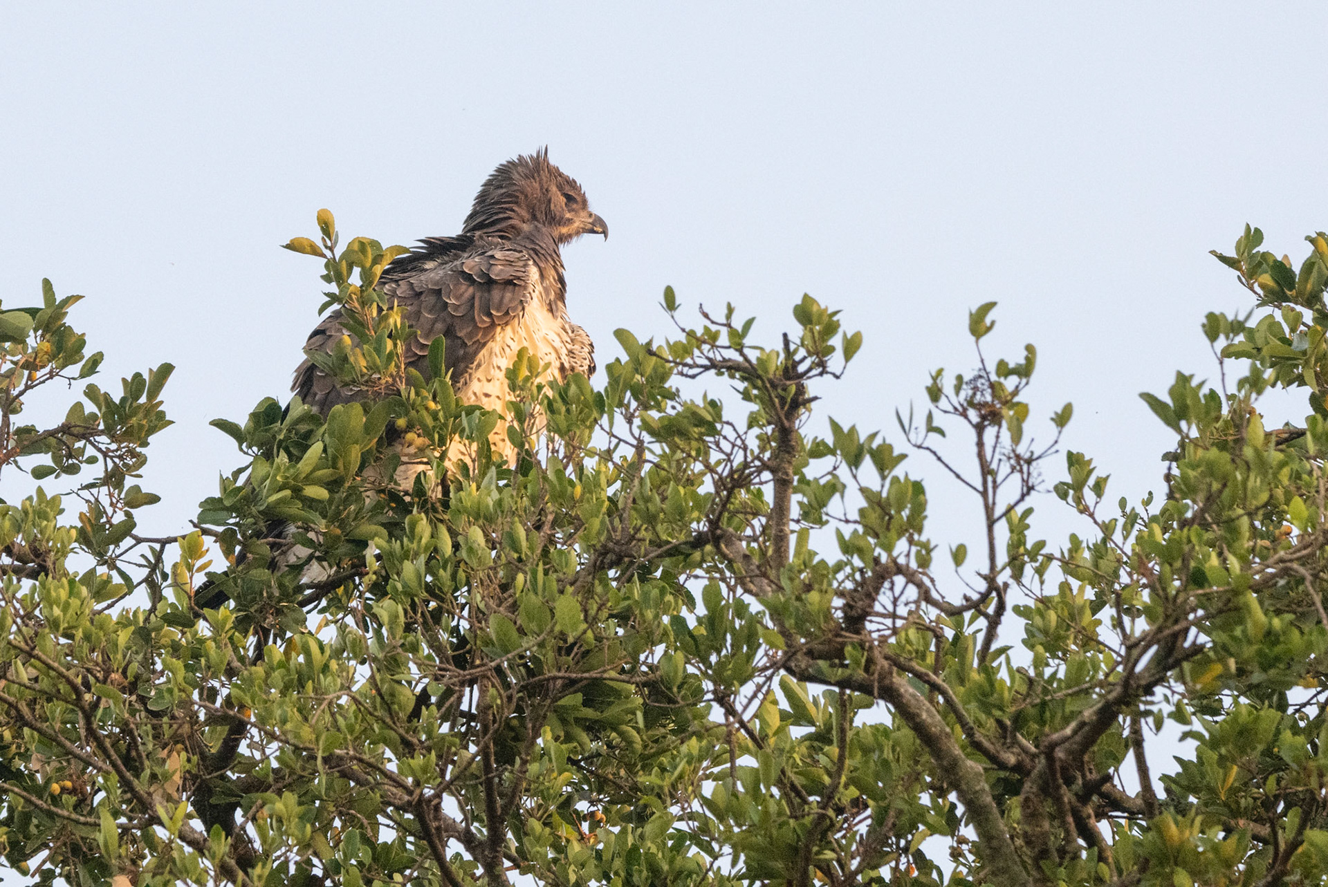 Martial Eagle