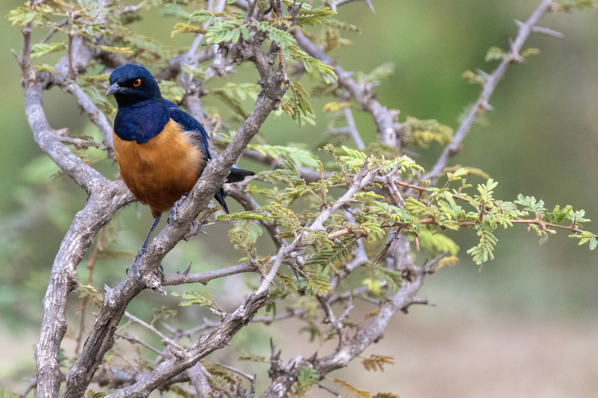 Hildebrandt's Starling